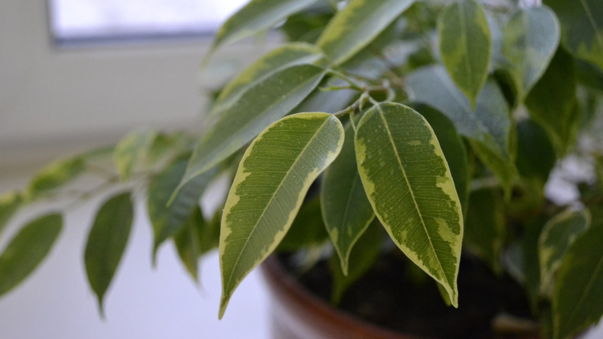 12 szobanövény, amelyek a lakás legárnyékosabb pontján is jól érzik magukat!