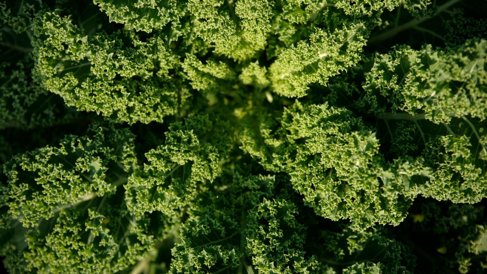 Olasz különlegesség a saját kertedből - A napini termesztése