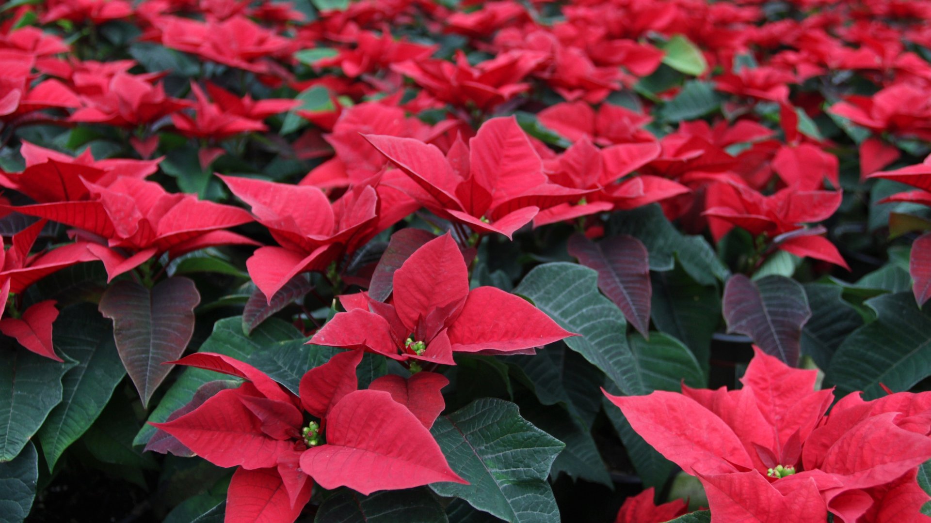 A mikulásvirág könnyfakasztó legendája