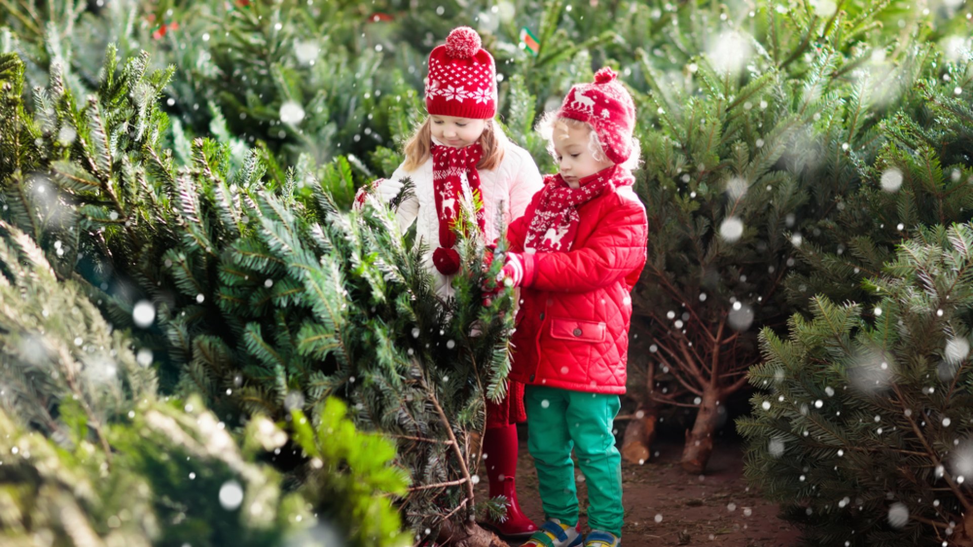 Milyen karácsonyfát válasszunk? - Szakértőnk tanácsai!