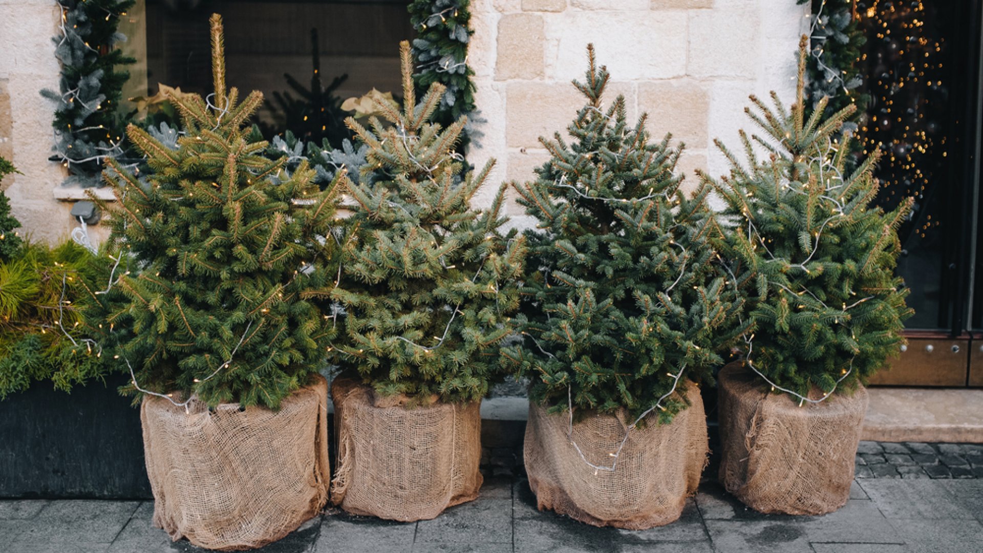 Védd a fákat, nevelj élő karácsonyfát – Itt a teljes útmutató!