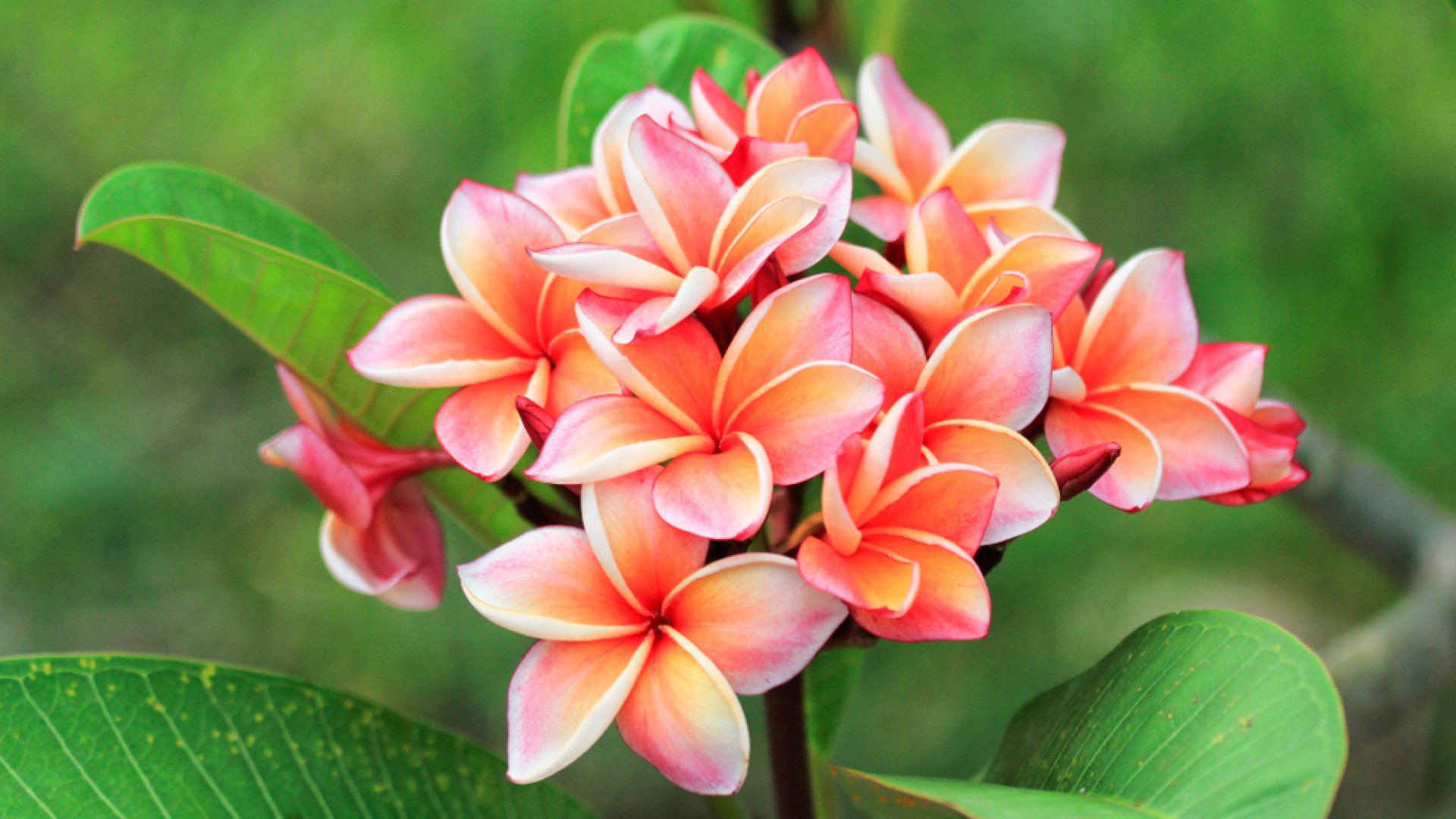 Így neveld otthonodban a plumériát, hogy sokáig csodaszép legyen! 