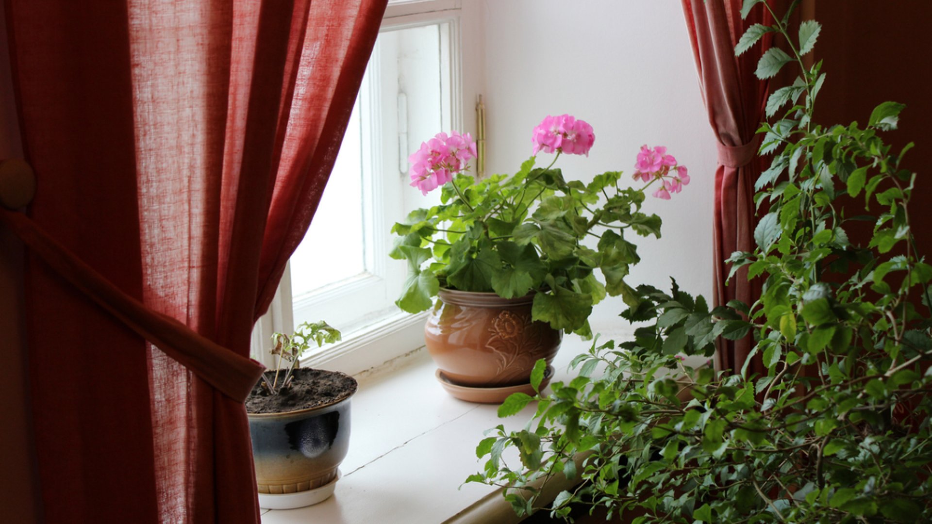 Így nevelhetsz a muskátliból egész évben virágzó szobanövényt!