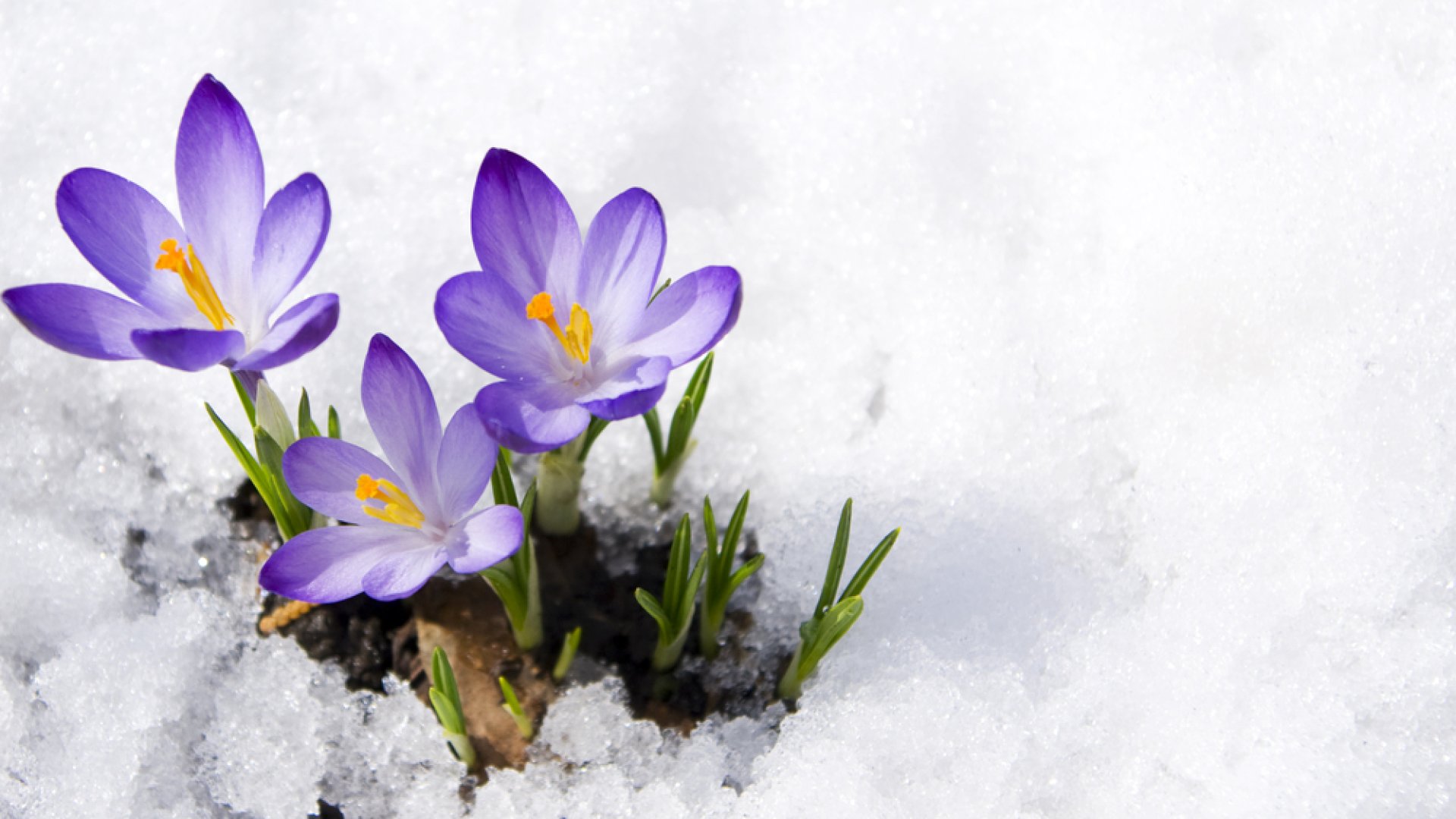 Hogyan kényszerítsük télen virágzásra a tavaszi virágokat? - Szakértőnk elmondja! 