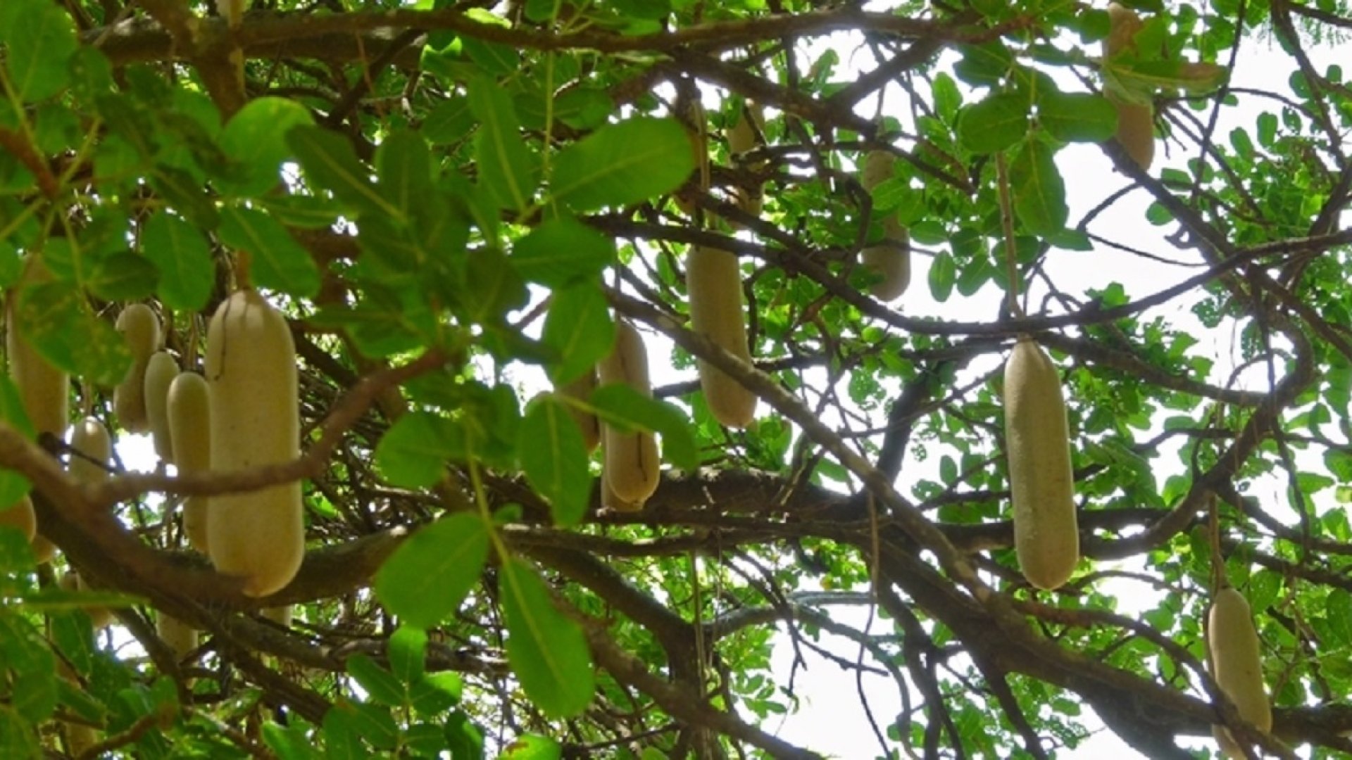 Tudtad, hogy fán terem a kolbász? Nevelj te is kolbászfát! 