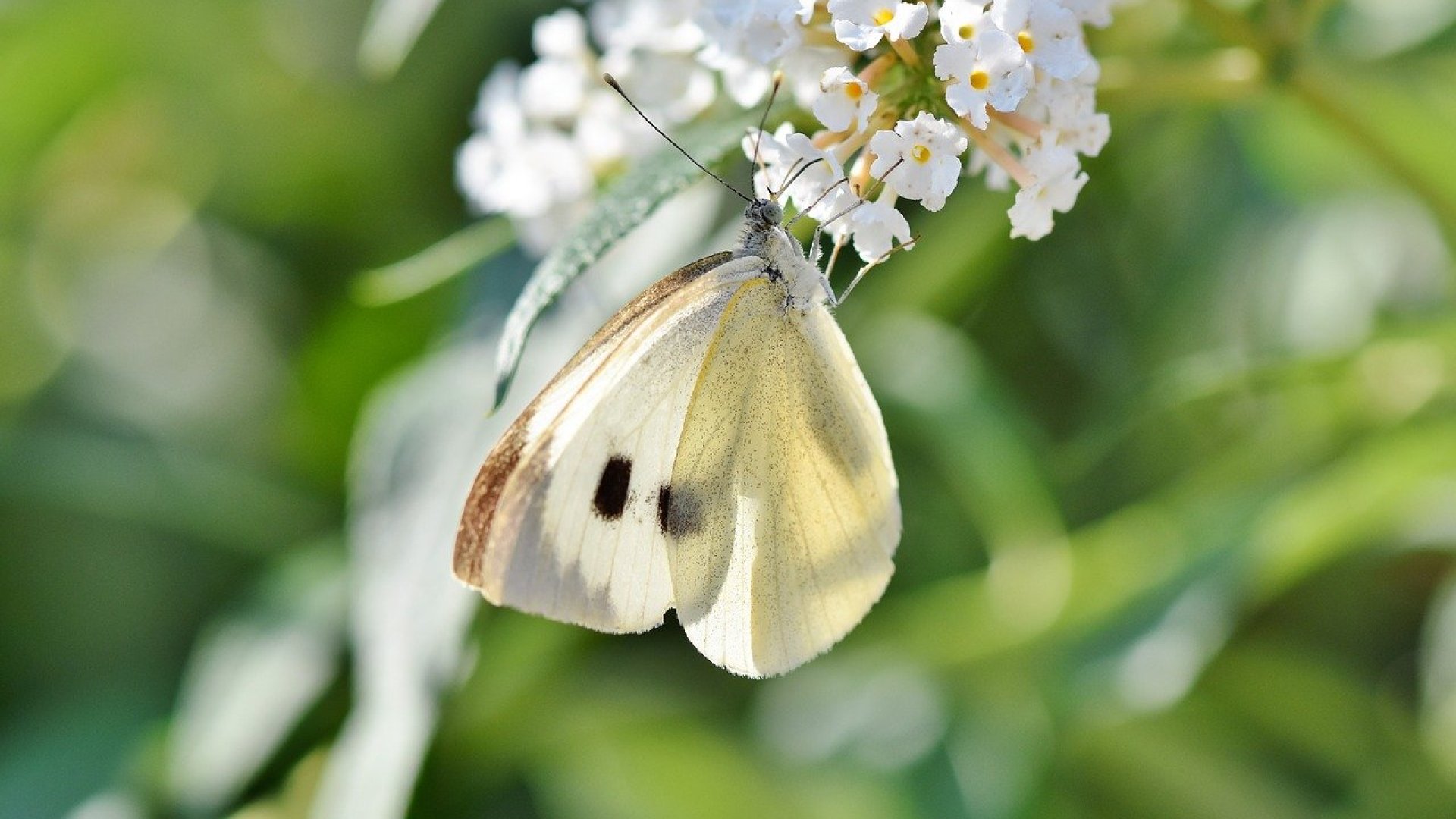 A répalepkék kártétele – Így védekezz a répalepkék ellen! 