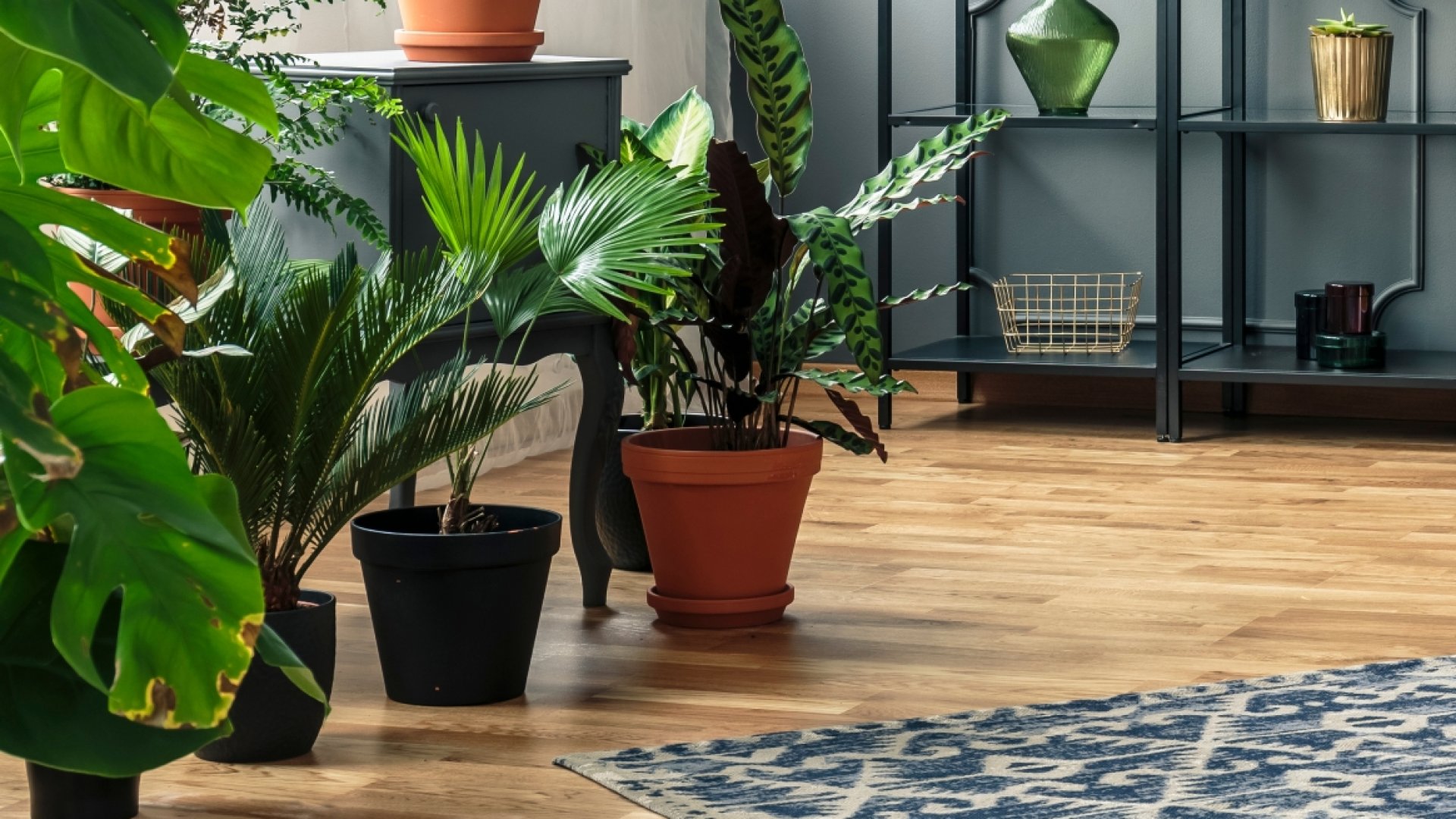 15 szabály a szobanövények öntözéséhez – Tartsd be mindet! 