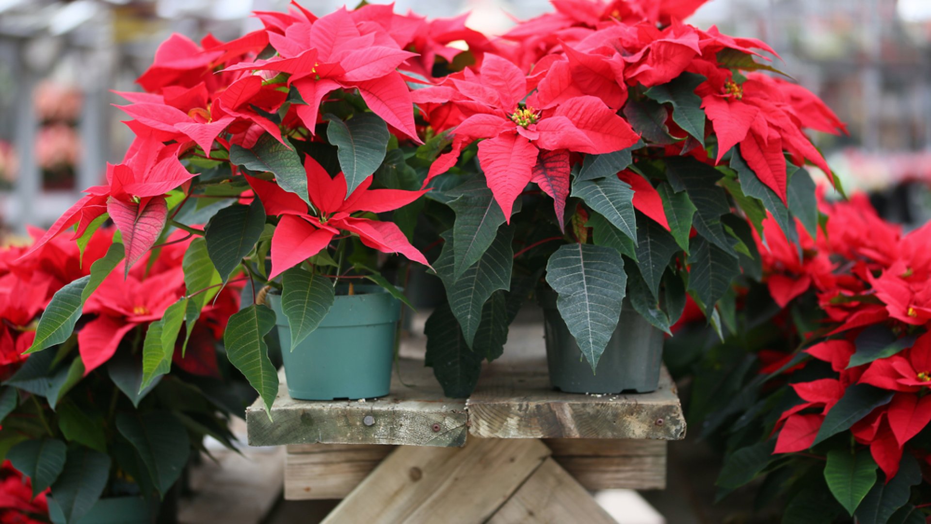 Időben kell foglalkoznod a mikulásvirággal, hogy mesés legyen télen! 