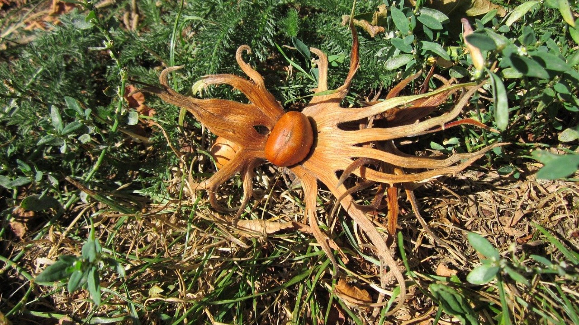 Őszi ropogtatnivaló – A sokoldalú török mogyoró! 