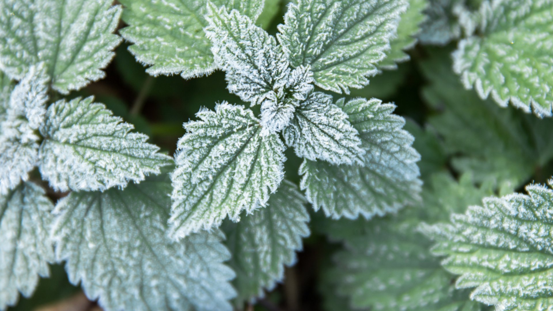 Fűszernövények termesztése télen