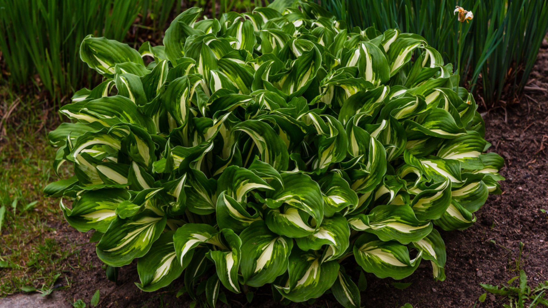 A legcsodálatosabb hosták – Ott a helyük a te kertedben is!          