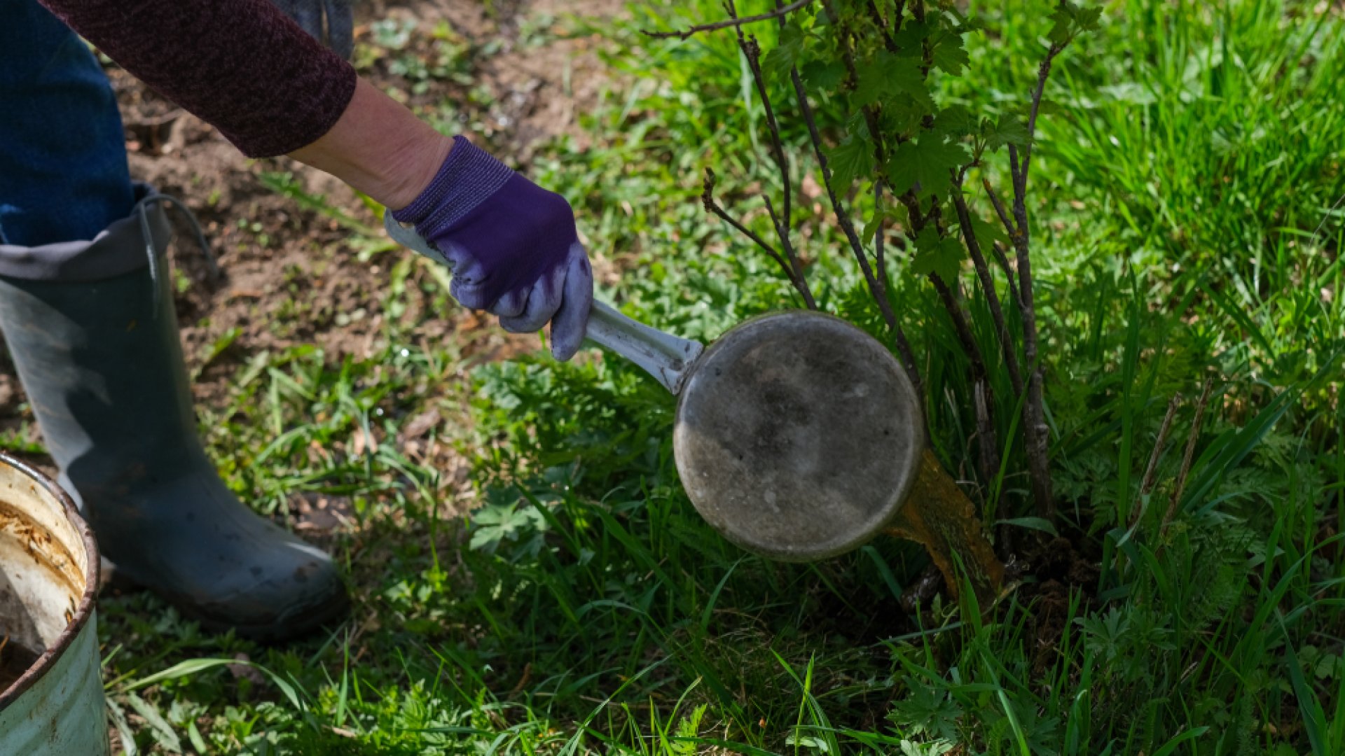 Fekete nadálytő tea készítése és felhasználása a kertben