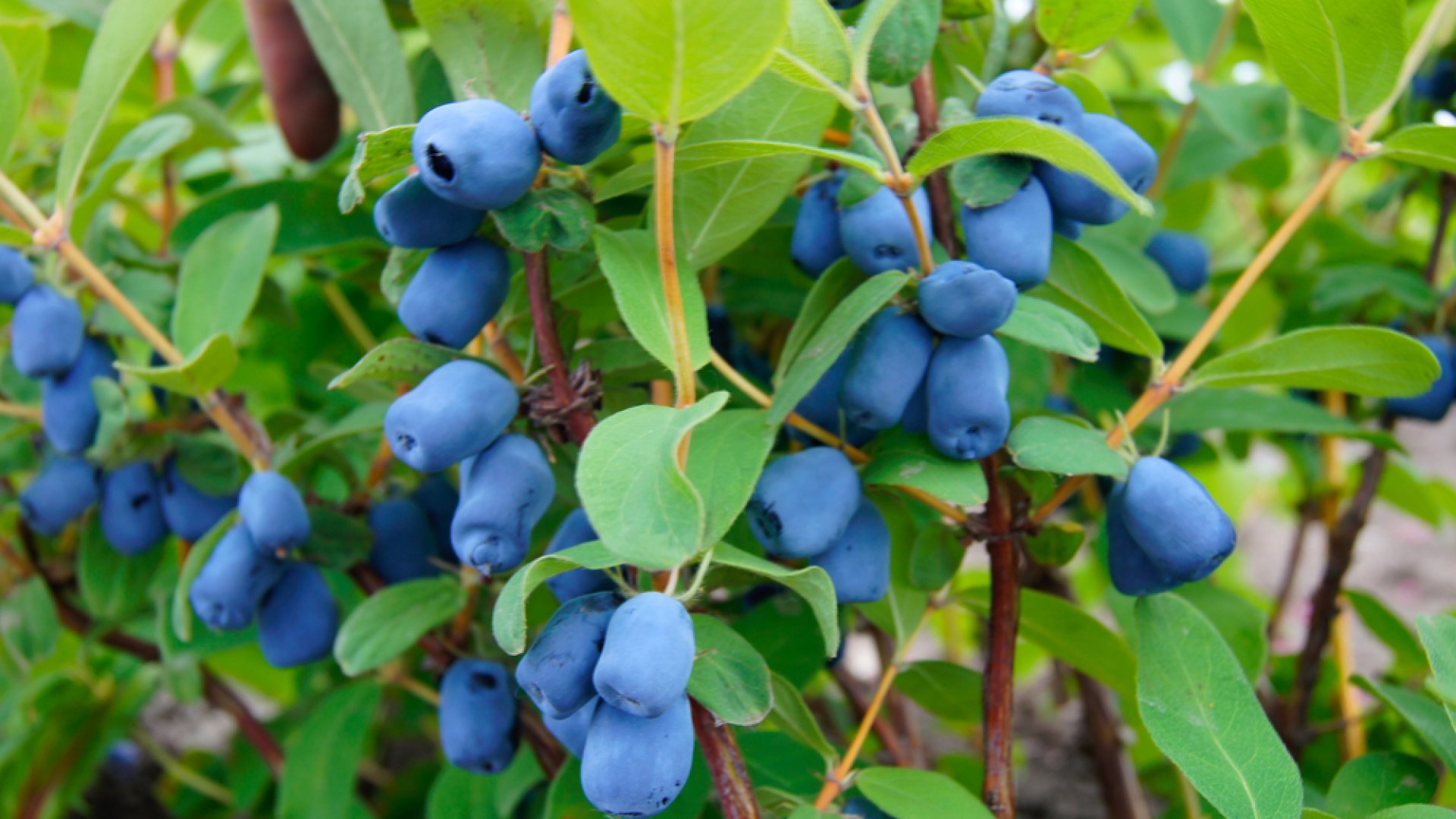 Hasznos tanácsok a kék mézbogyó termesztéséhez