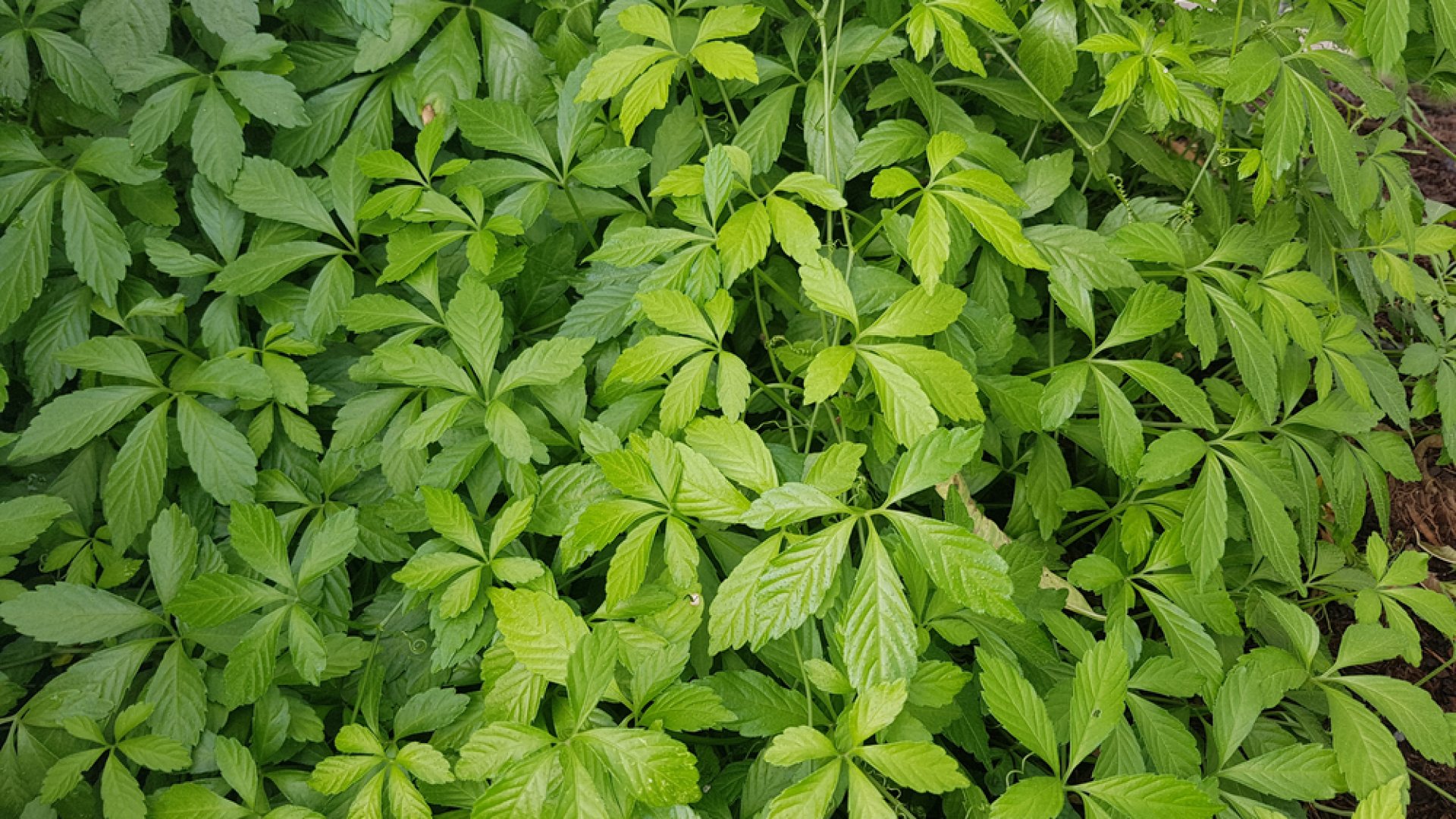 Ötujjas ginzeng, a halhatatlanság növénye