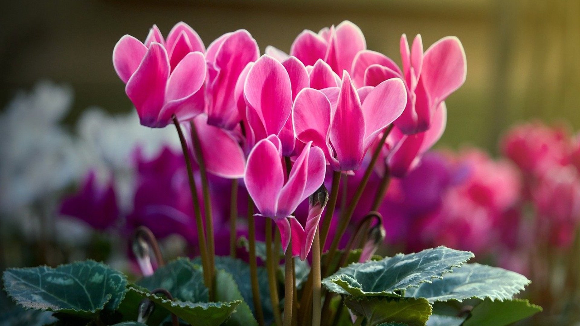 A ciklámen betegségei, a ciklámen növényvédelme