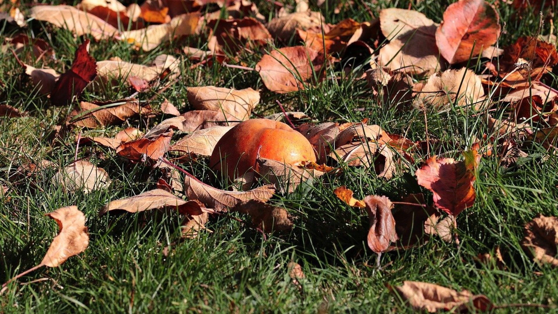 Őszi növénybetegségek és kártevők a kertben