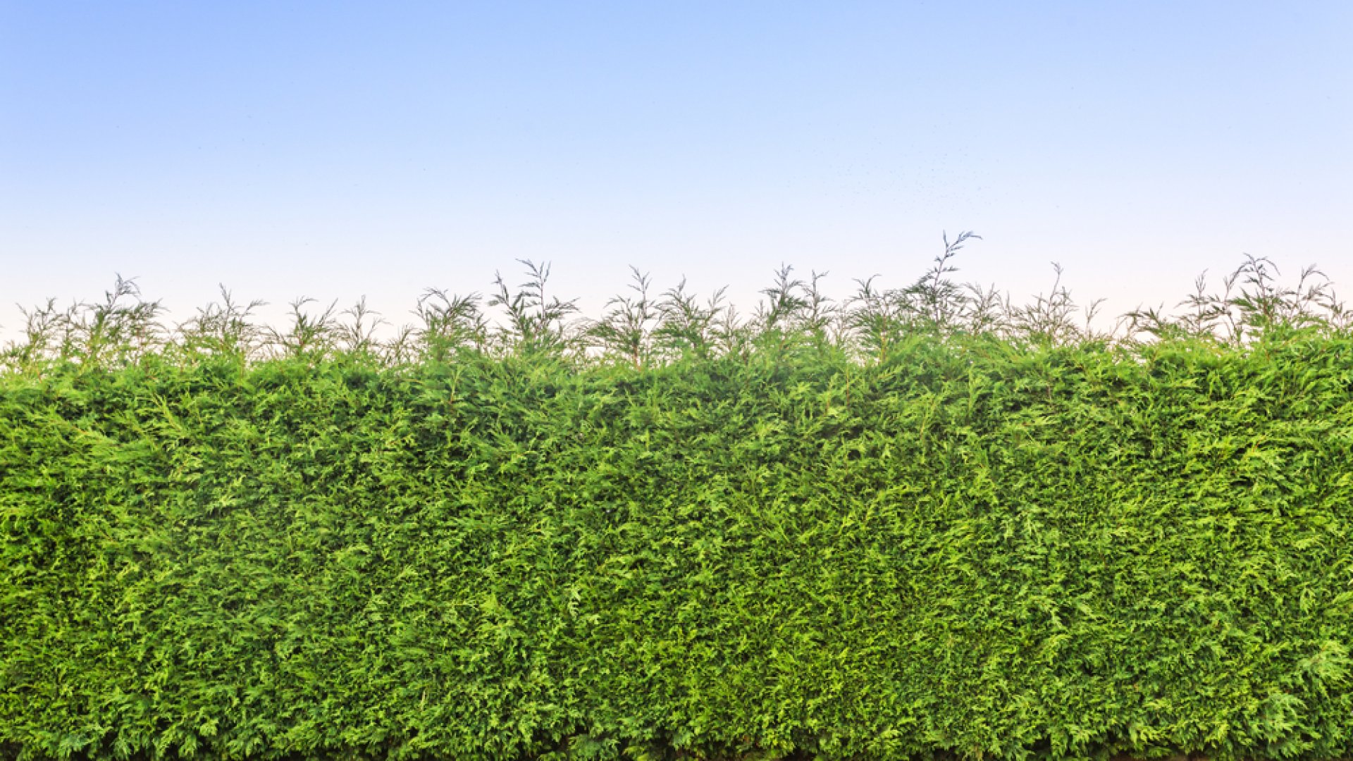 10 örökzöld növény, amelyekből te is álomsövényt alkothatsz! 