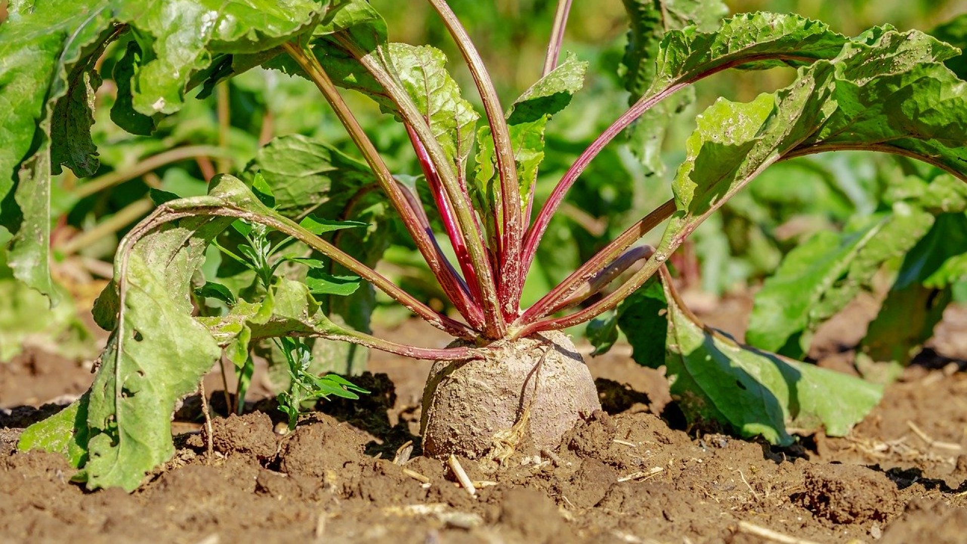 Praktikák a gyökérzöldségek tárolásához