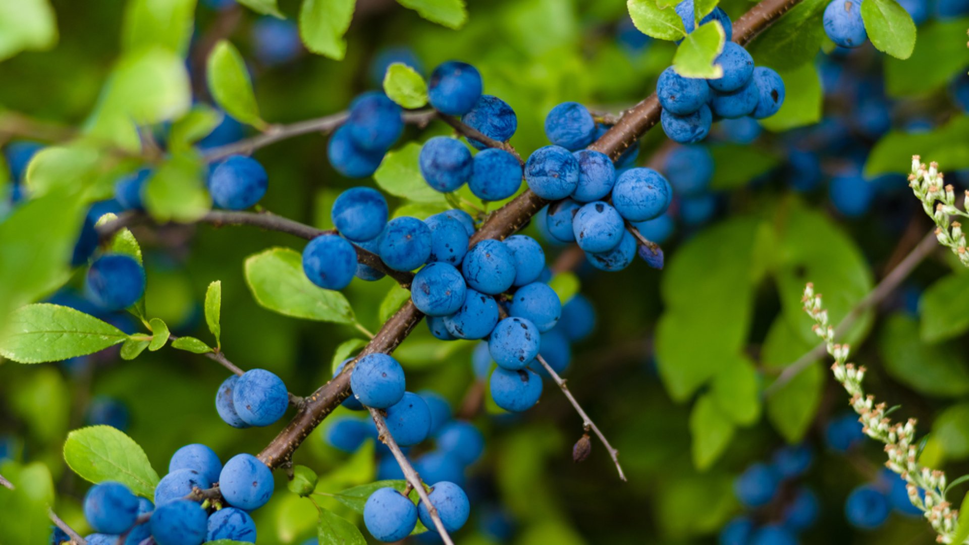 Ősszel érő bogyós finomságok - Melyik a kedvenc?