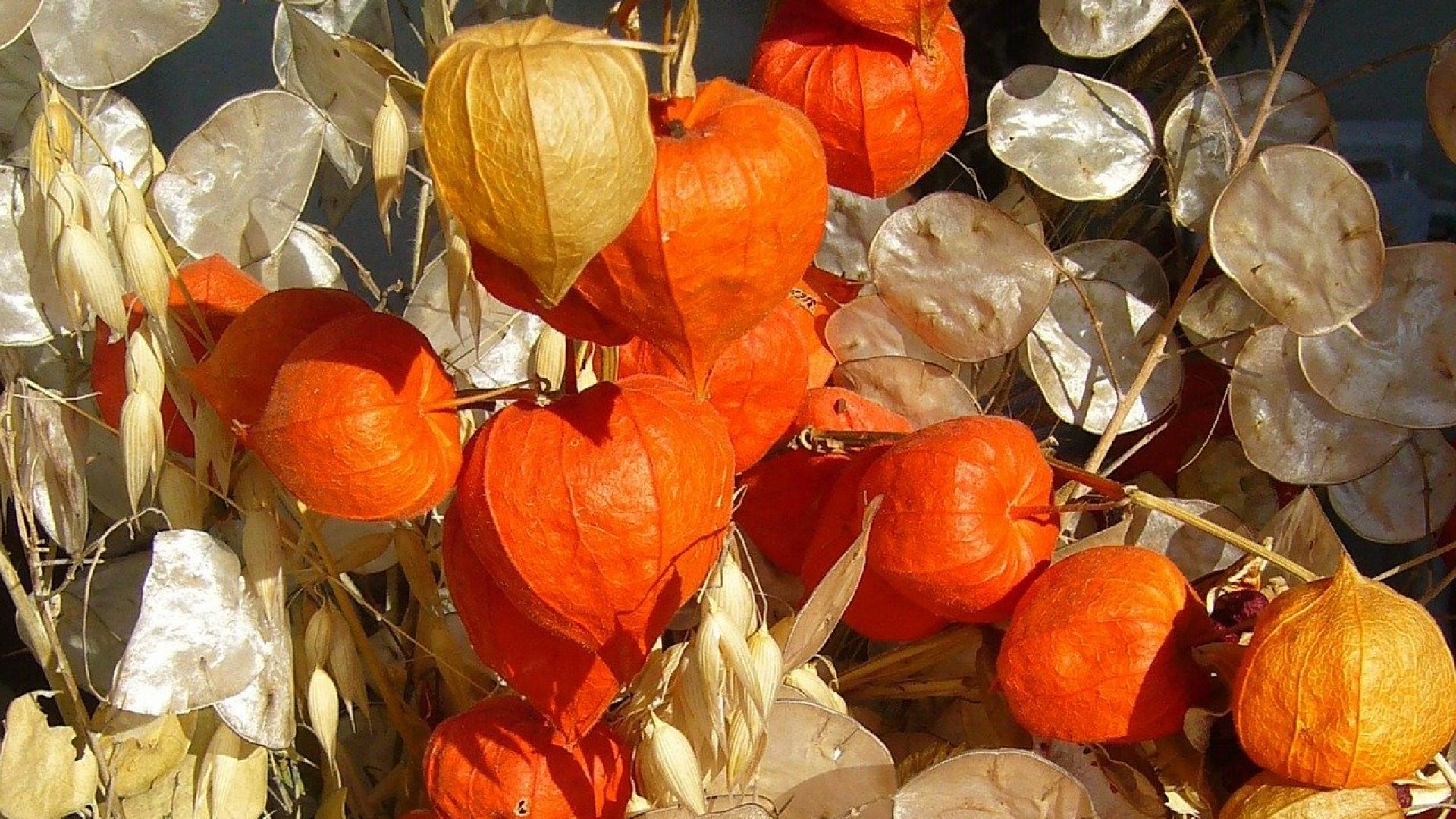 Az ősz legszebb dísze - Páponya, az elfeledett bogyós csodagyümölcs 