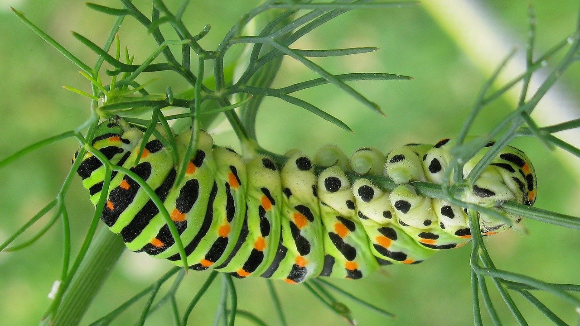 Csúnyák és kártékonyak – Így szabadulj meg a hernyóktól a kertben!