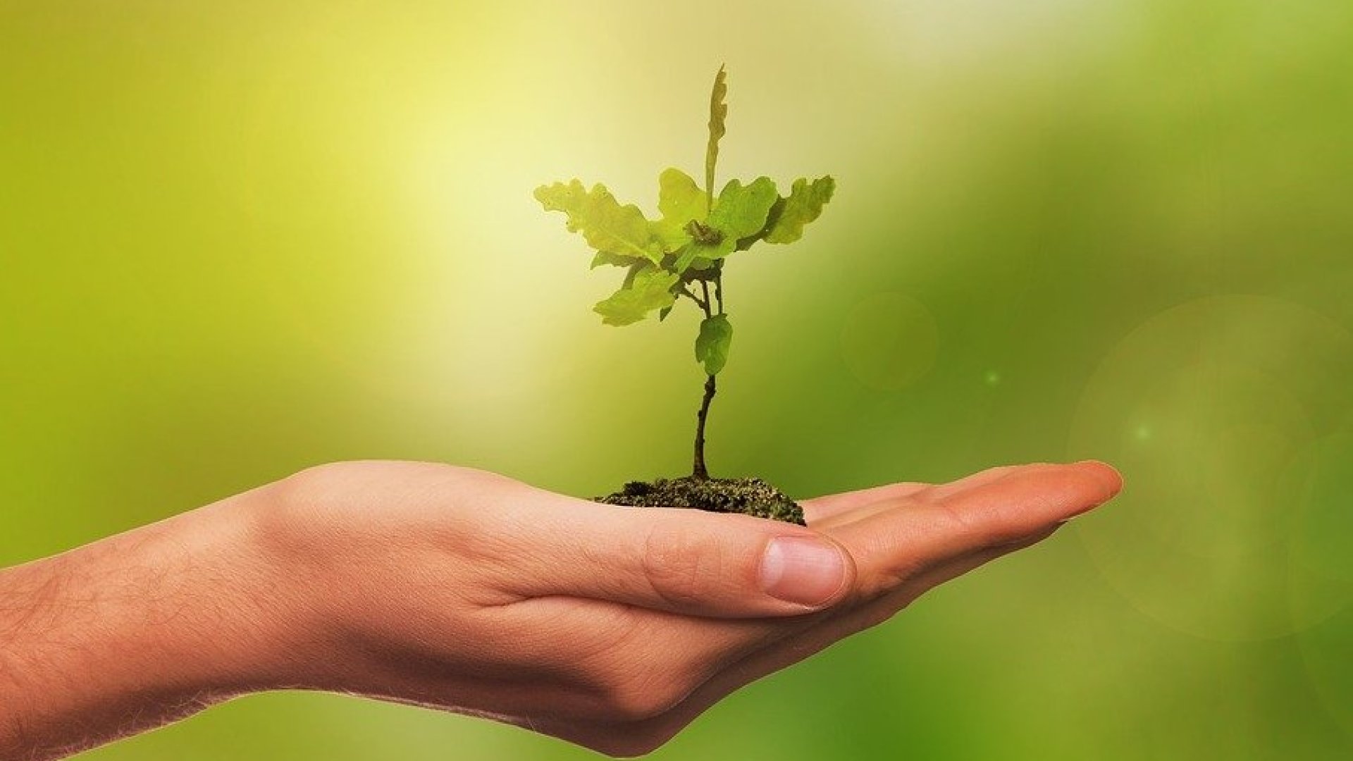 Itt az ideje a facsemeték ültetésének - Szakértői útmutató!