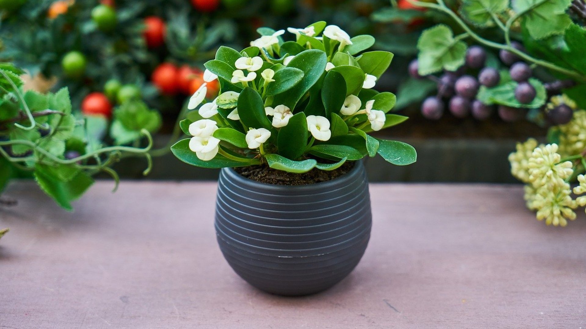 Az ősz a legideálisabb időpont a szobanövények átültetésére