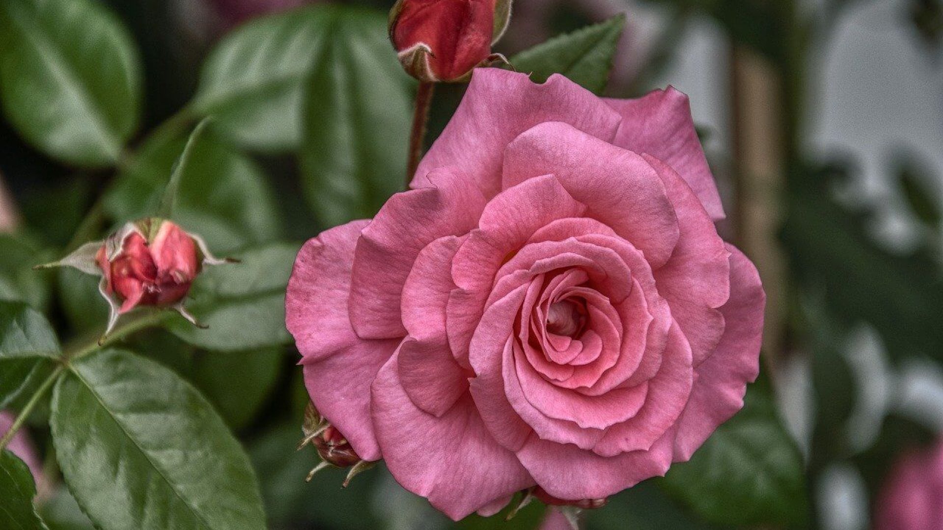 A rózsának szüksége van edzésre, hogy kibírja a telet