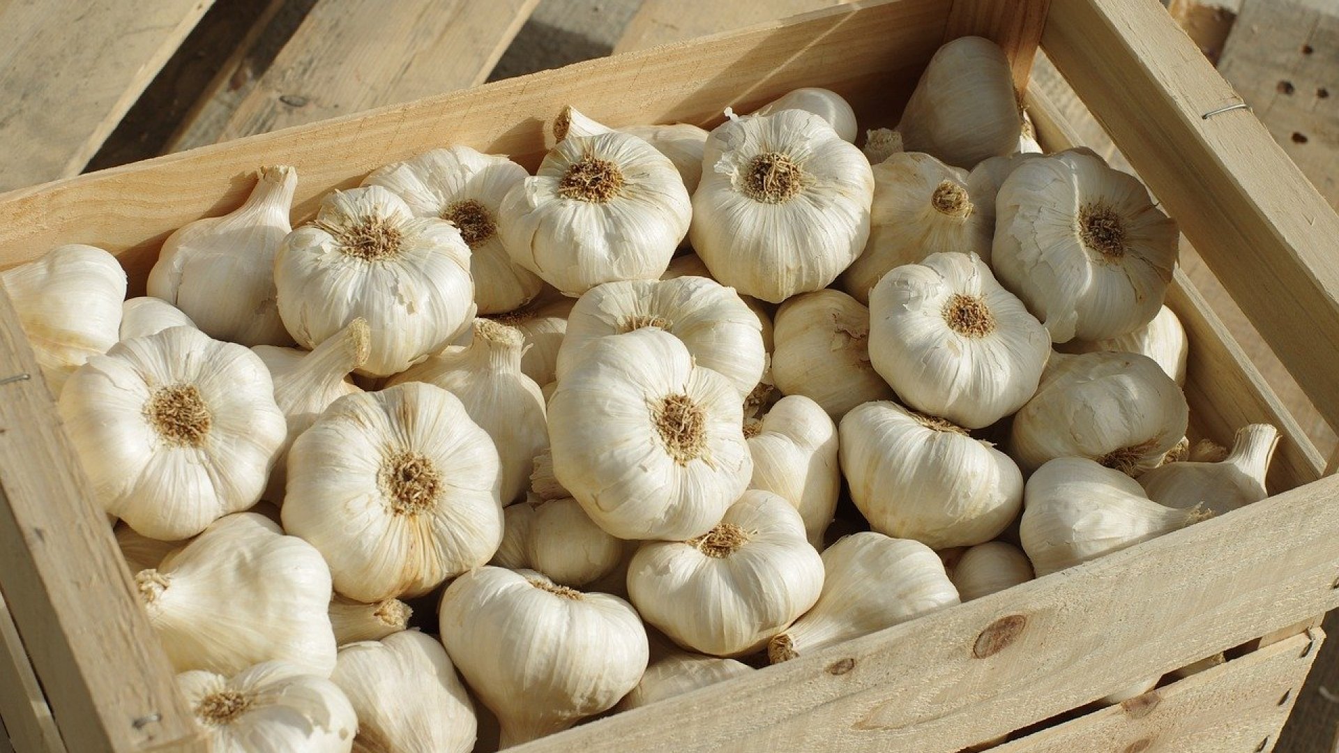 Hasznos tanácsok a fokhagyma tárolásához