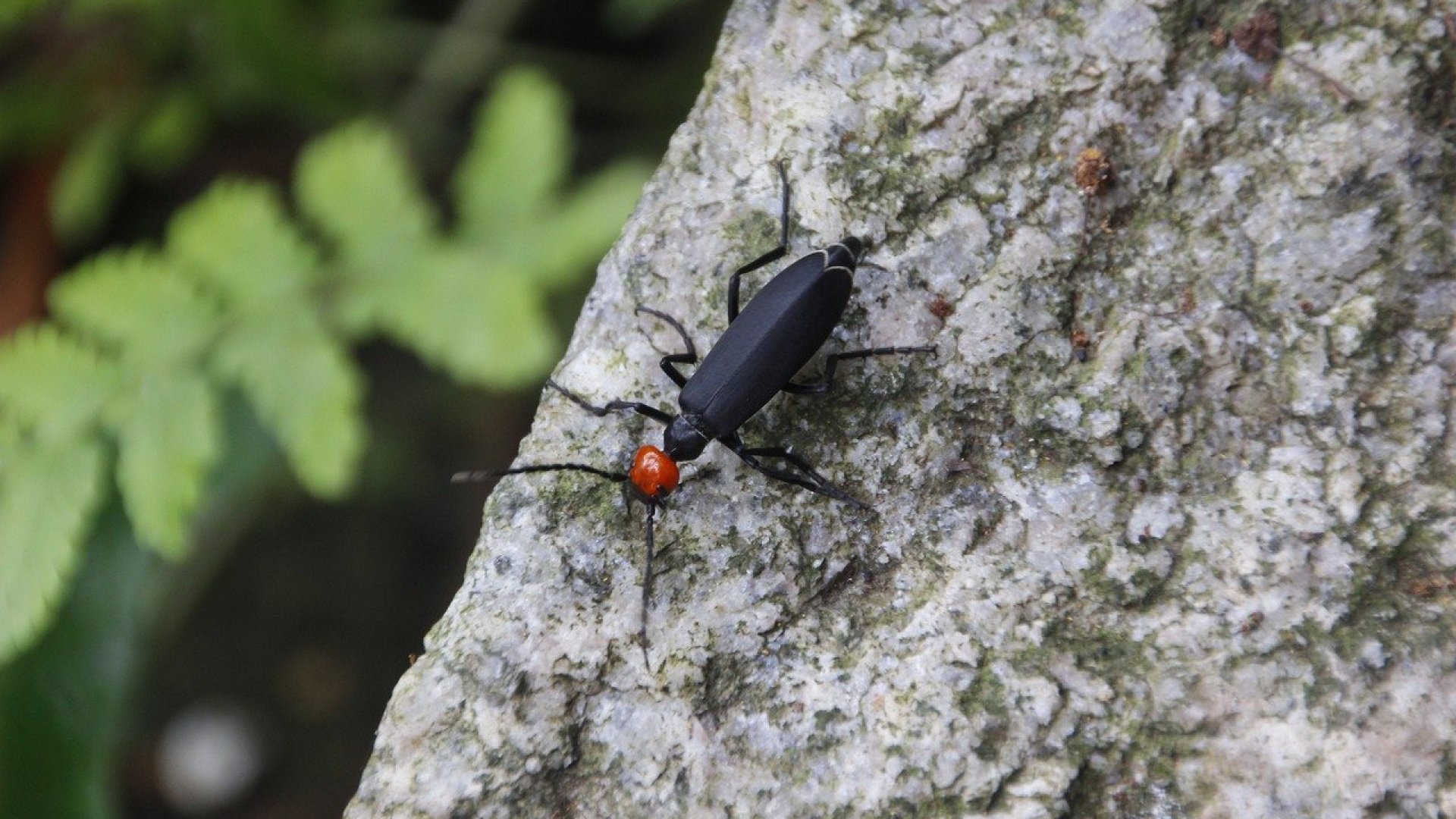 Állatra, növényre, emberre is veszélyesek a hólyaghúzófélék!