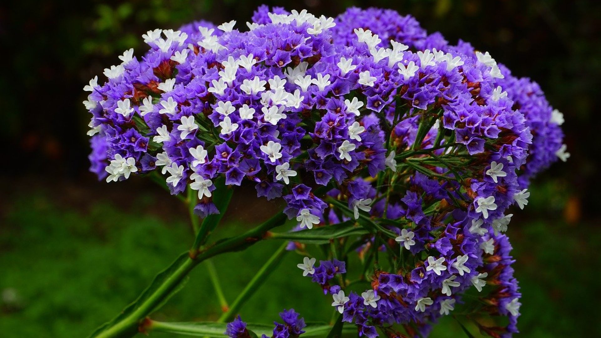 Betegségeknek ellenálló növények a kertben