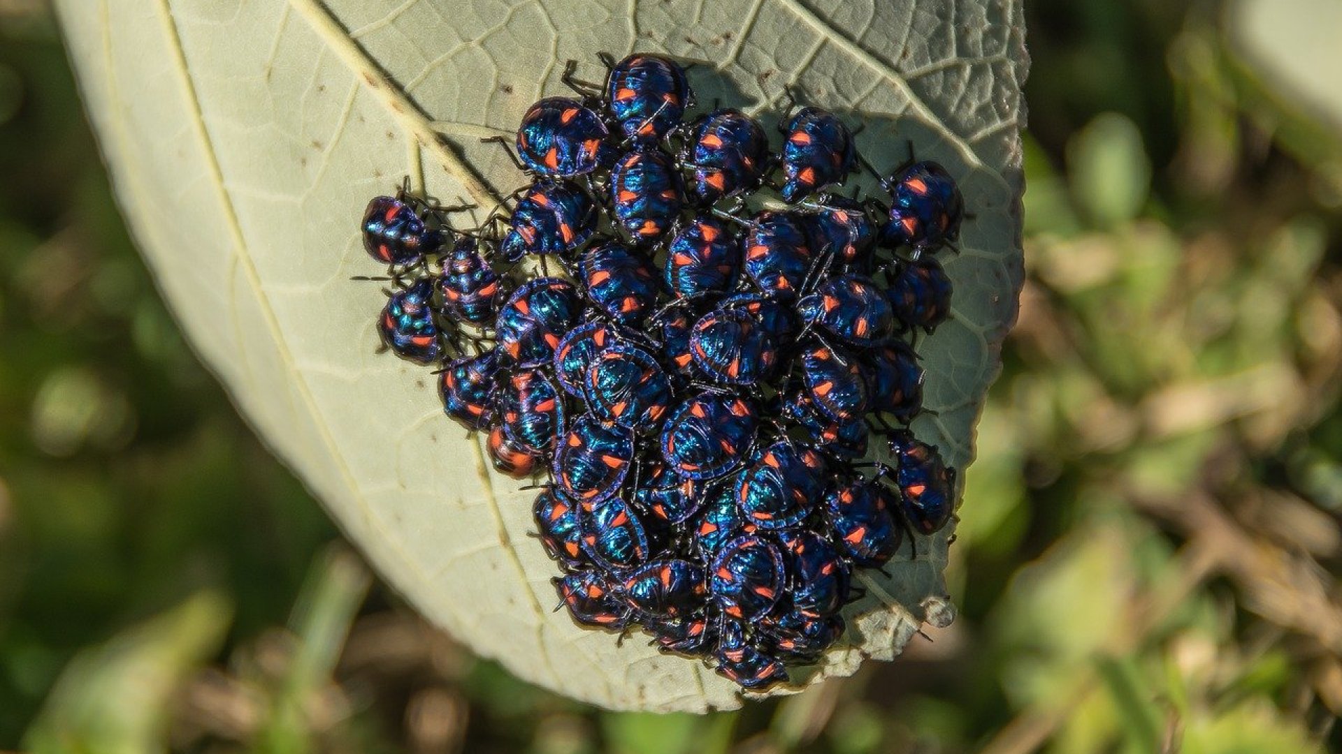 Minden a Murgantia histrionica kártételéről