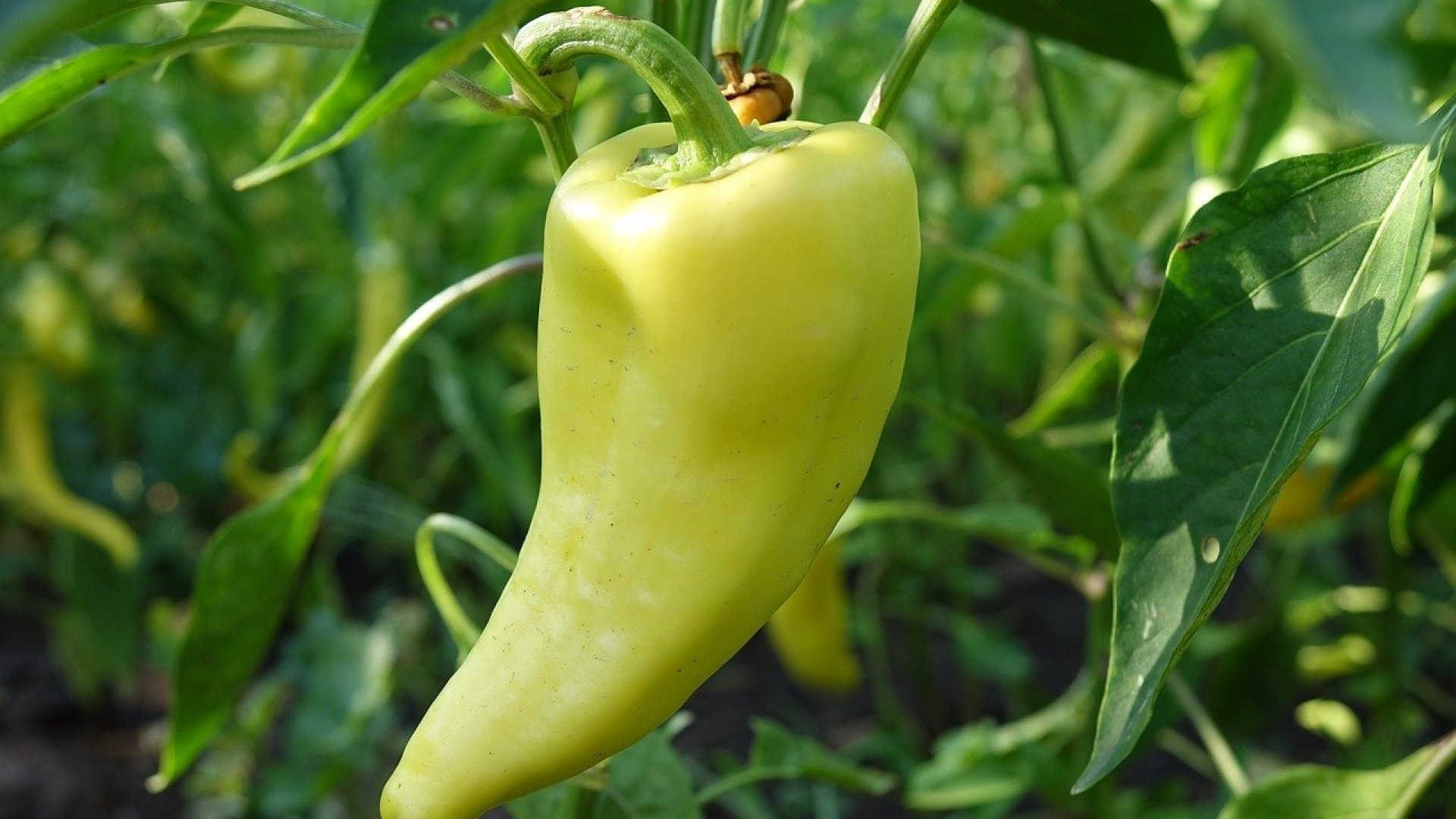 Sárgul a paprika levele, mit tegyek? – Szakértőnk válaszol! 