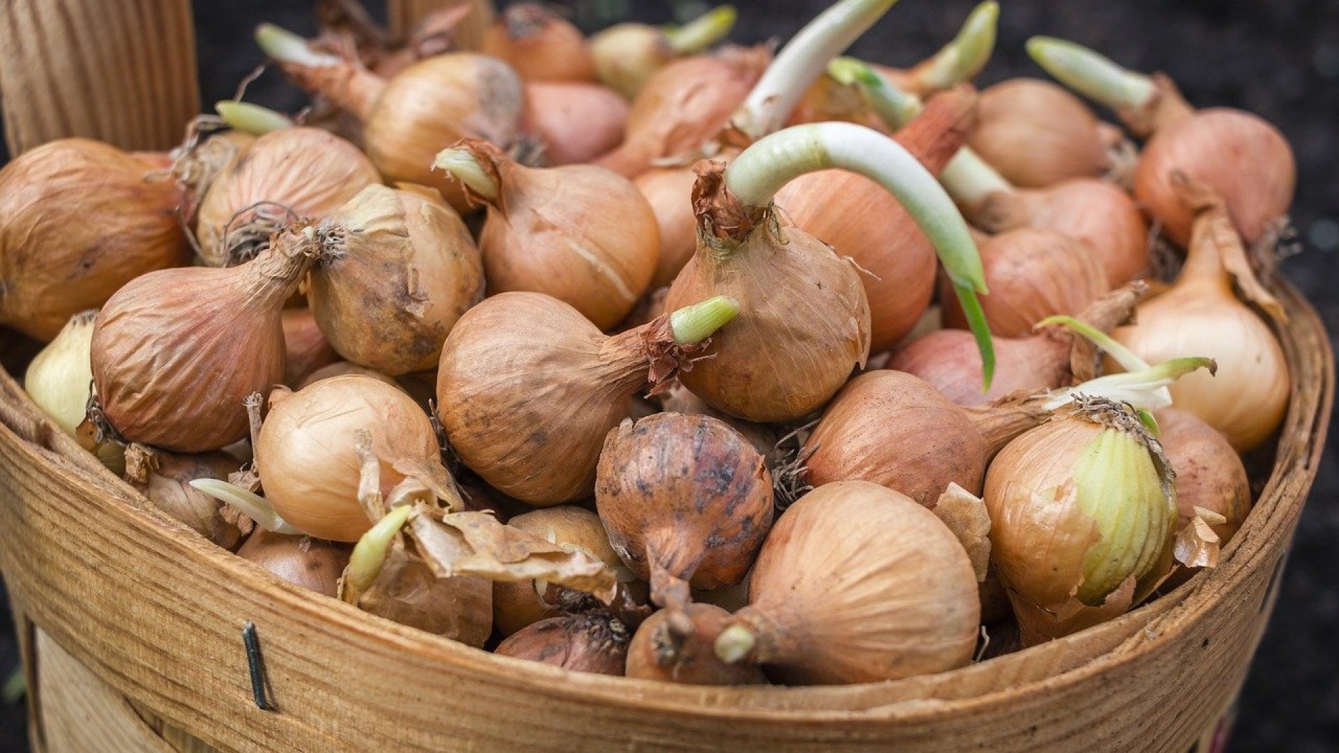Így termeszthetsz hagymát a hagymából!