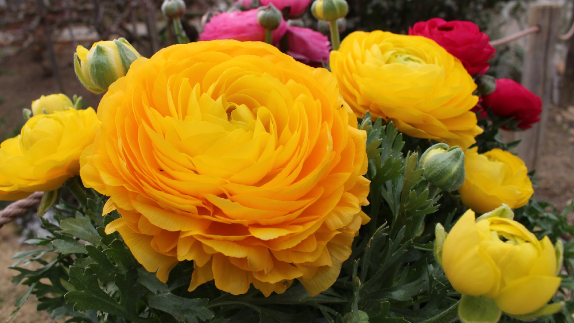 A csodálatos boglárka nevelése