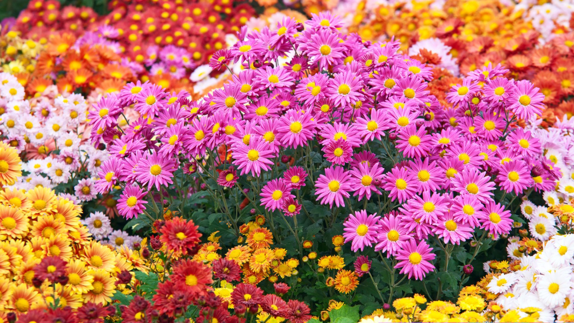 Csodaszép őszi virágok – Mikor és hogyan ültessük őket?