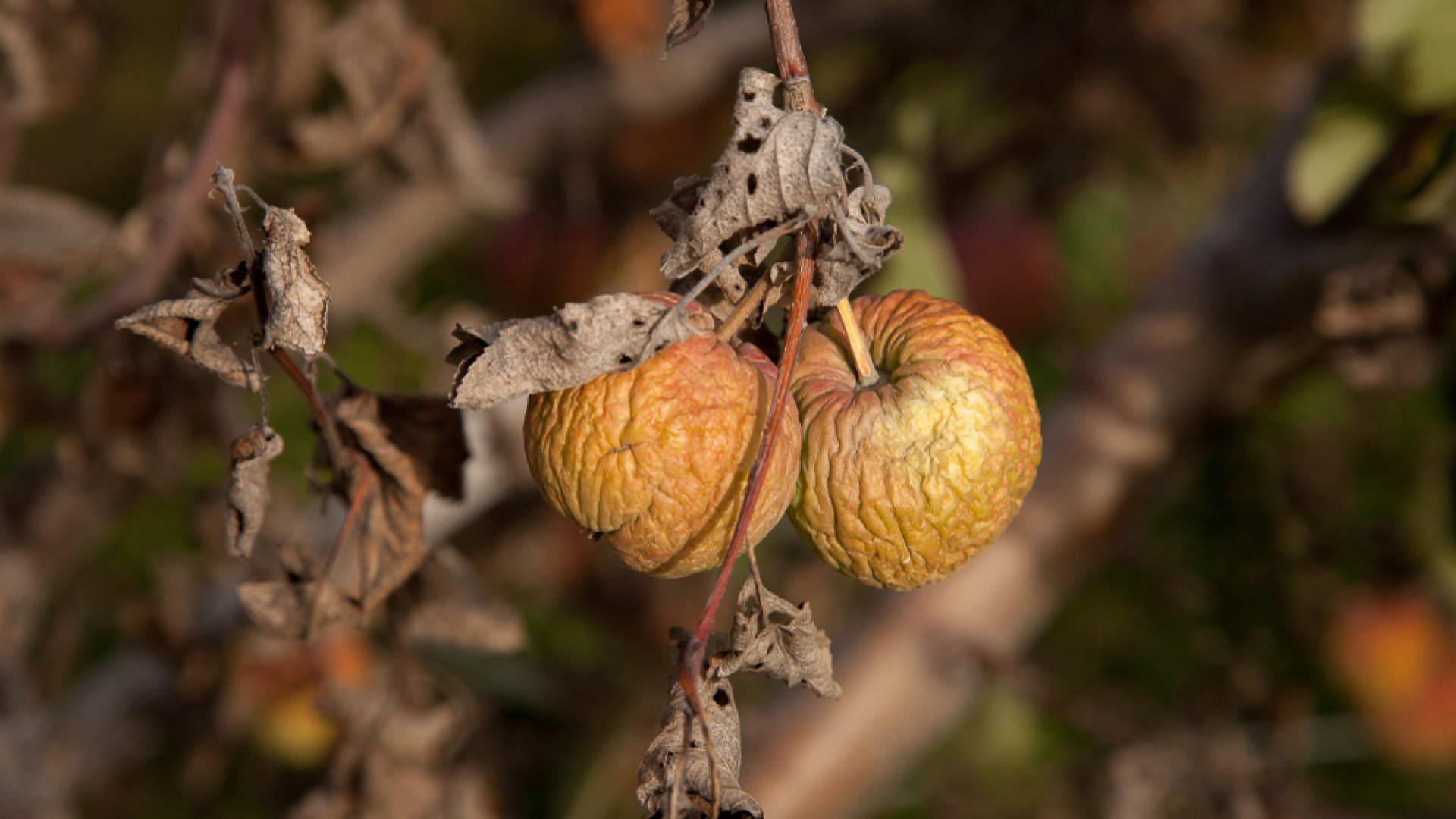 Az almafa leggyakoribb betegségei, és az ellenük való védekezési módok