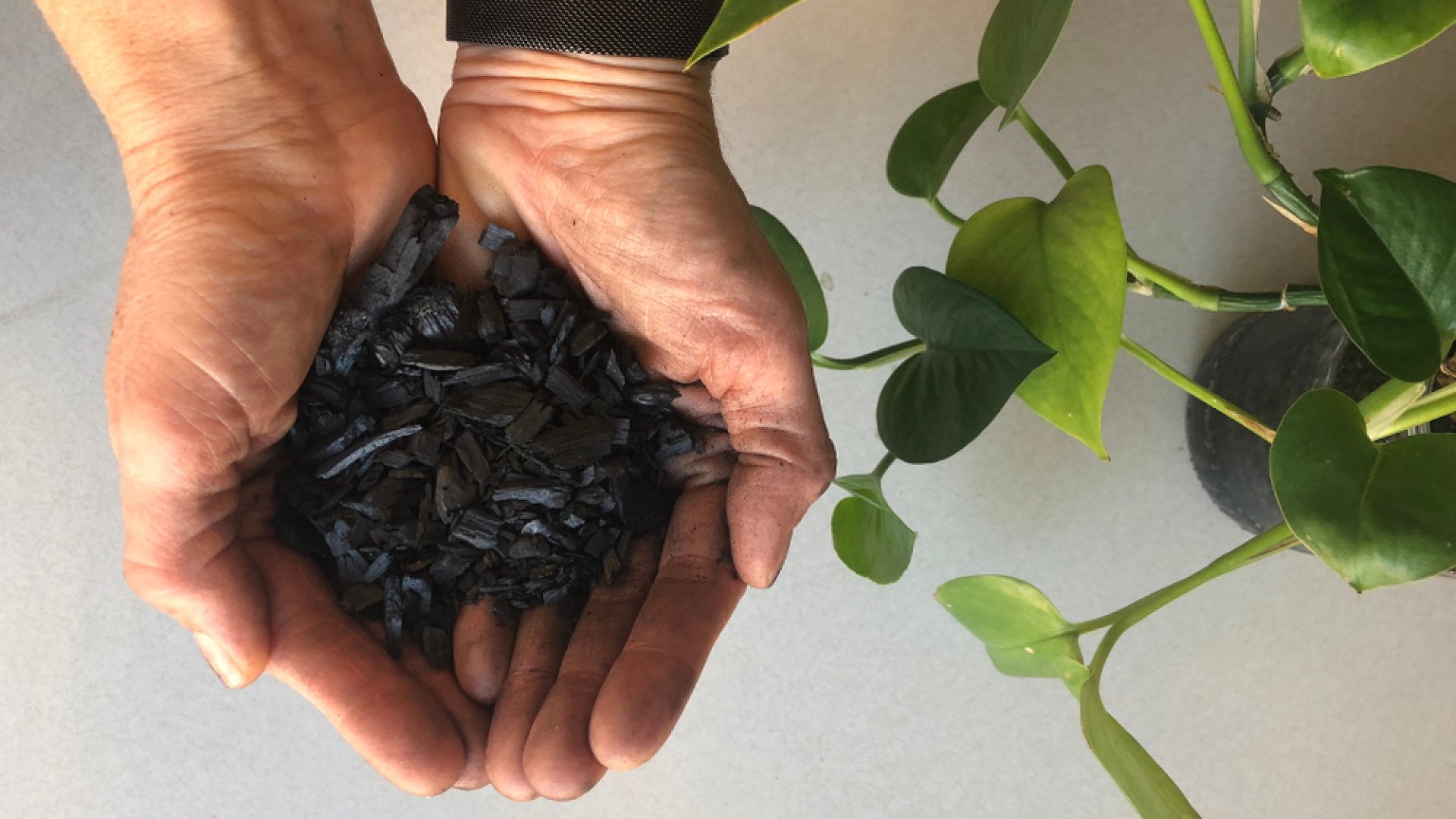Bioszén, az új kertészeti csodafegyver! 