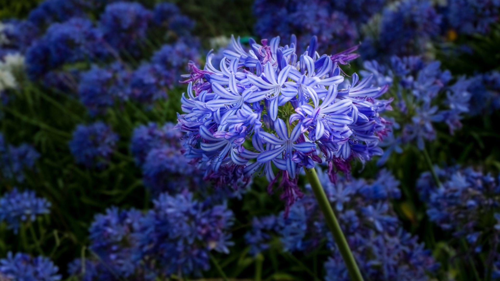 Csoda a kertből – A kék szerelemvirág termesztése