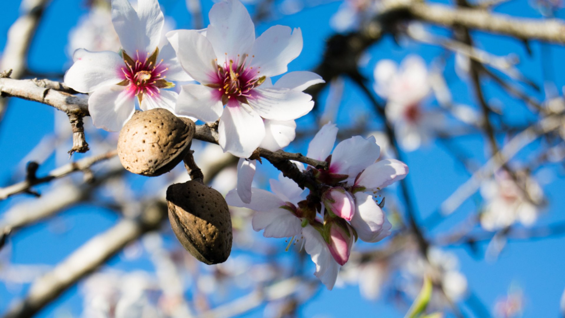 Mandulafa otthoni nevelése Így nevelhetsz otthon mandulafát