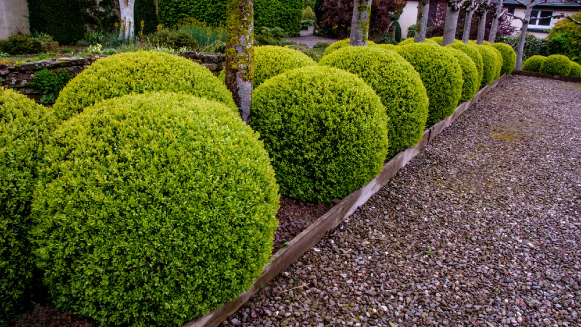 Minden, ami buxus – A buxus ültetése, gondozása, metszése