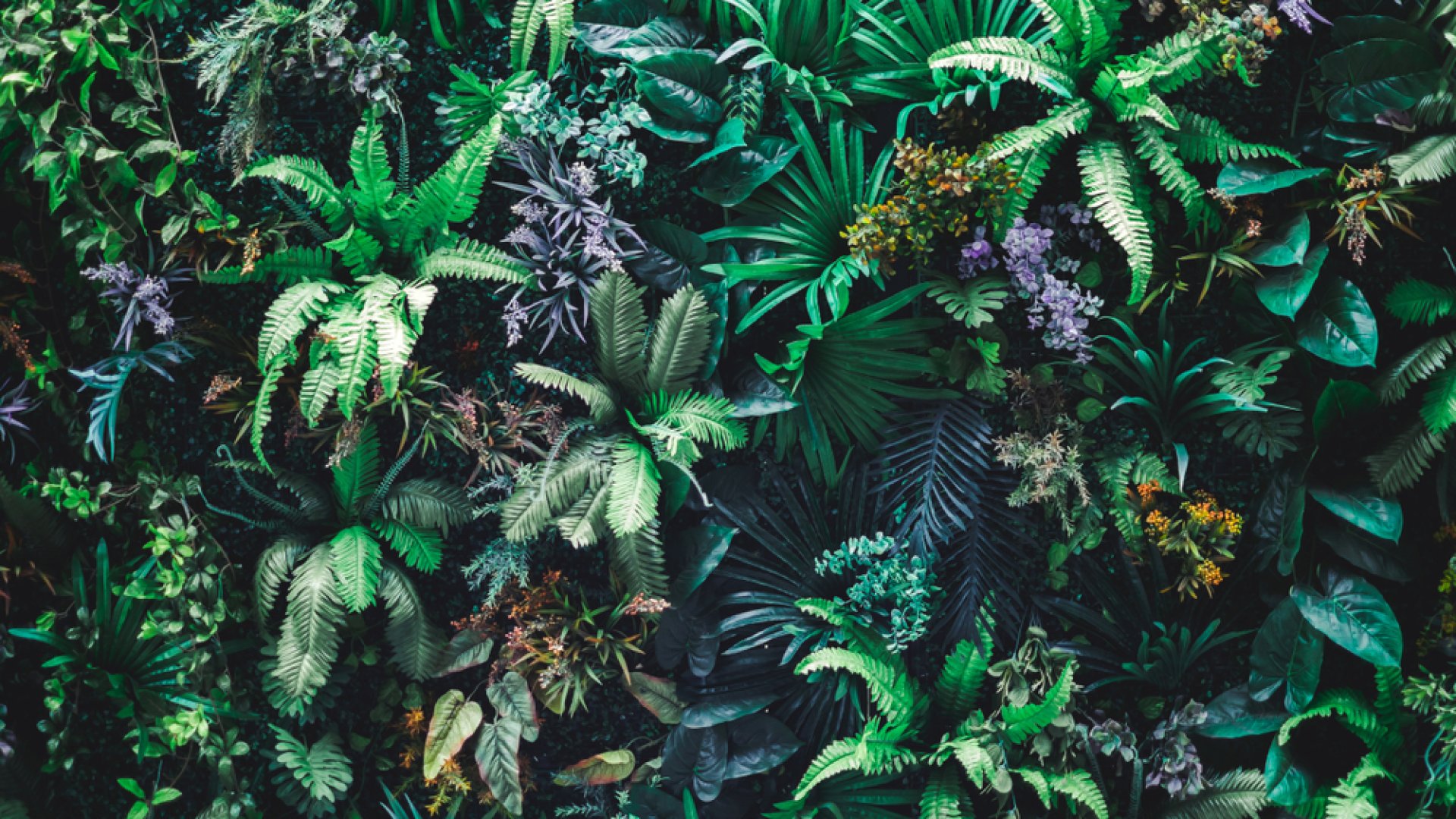 Így hozz létre díszfarmot saját kezűleg!