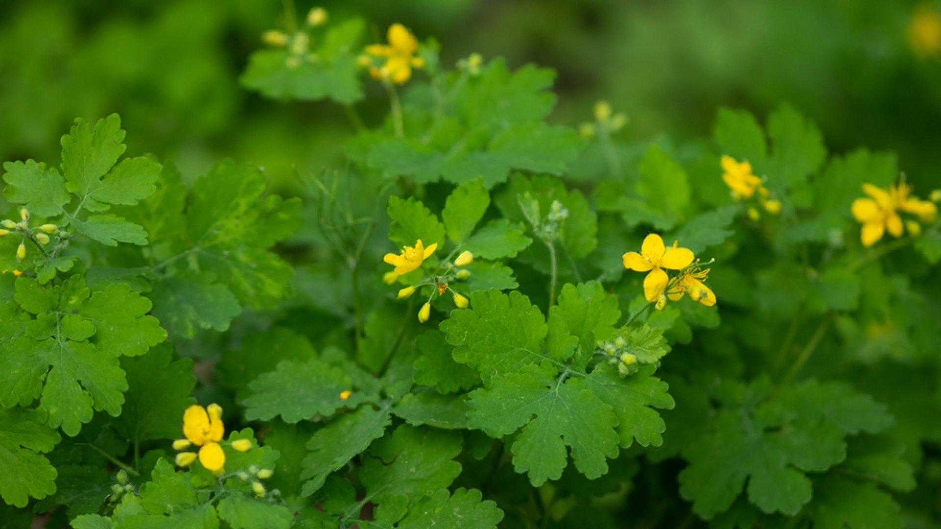 Az örök kérdőjel – Mérgez vagy gyógyít a vérehulló fecskefű? 