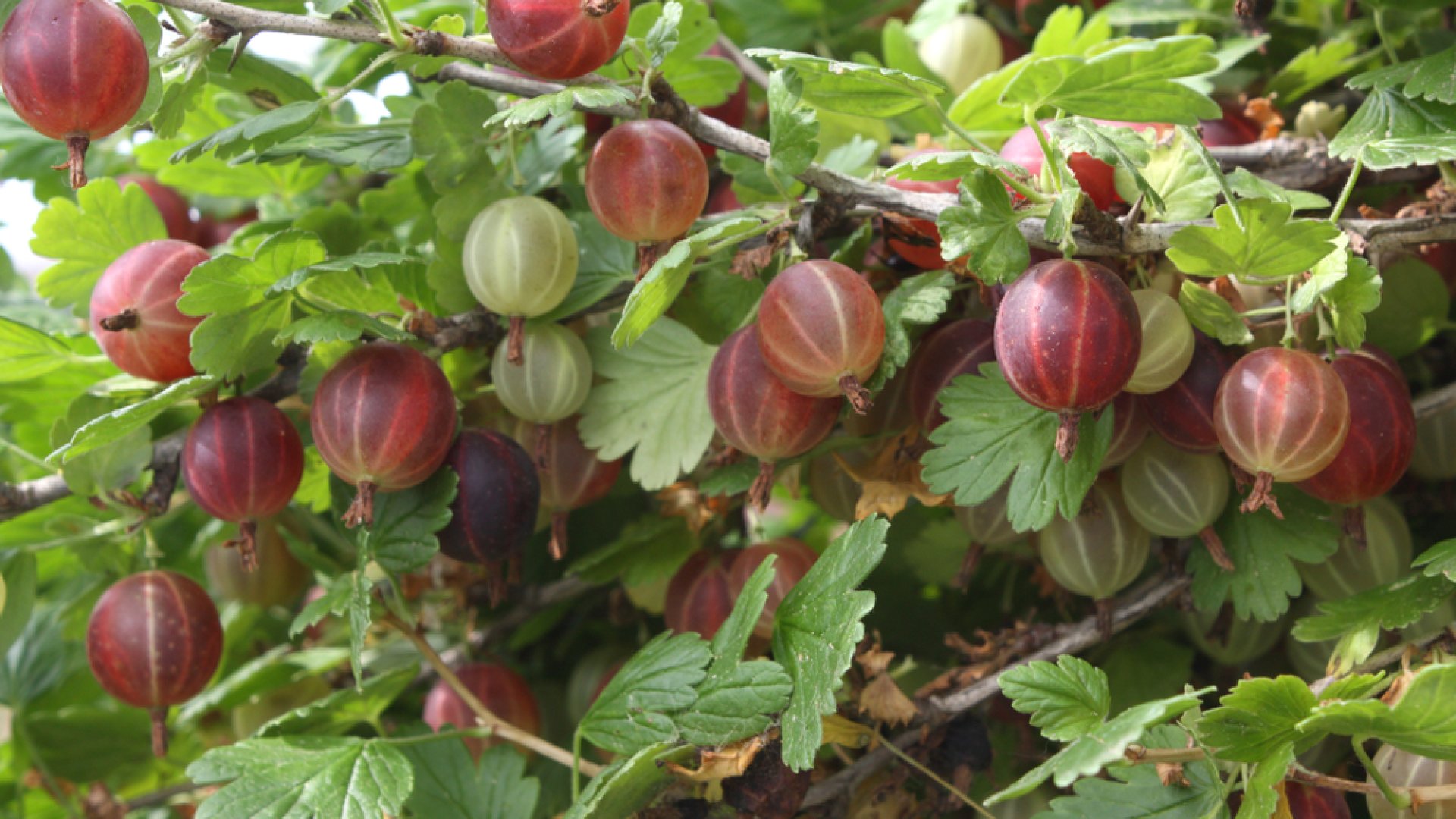 Tippek és trükkök árnyékban termeszthető gyümölcsökhöz! 
