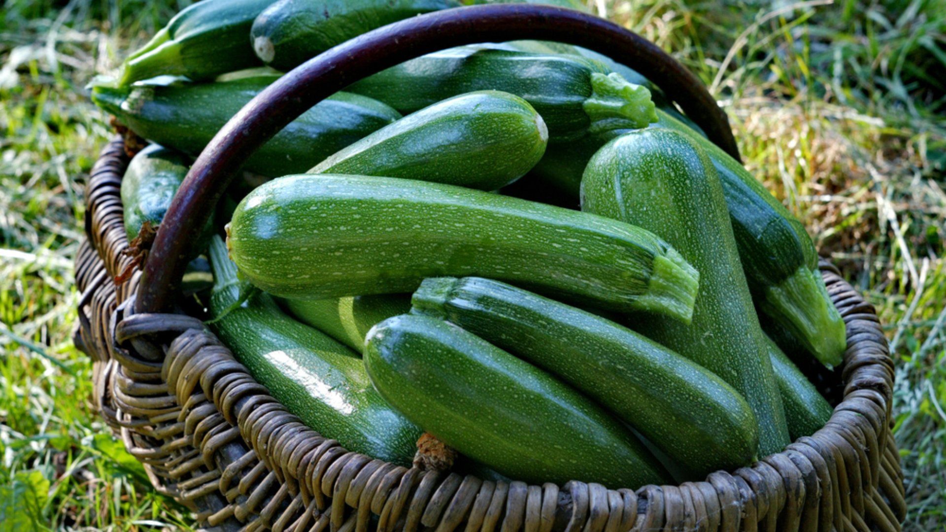 Így termeszthetsz cukkinit cserépben! 