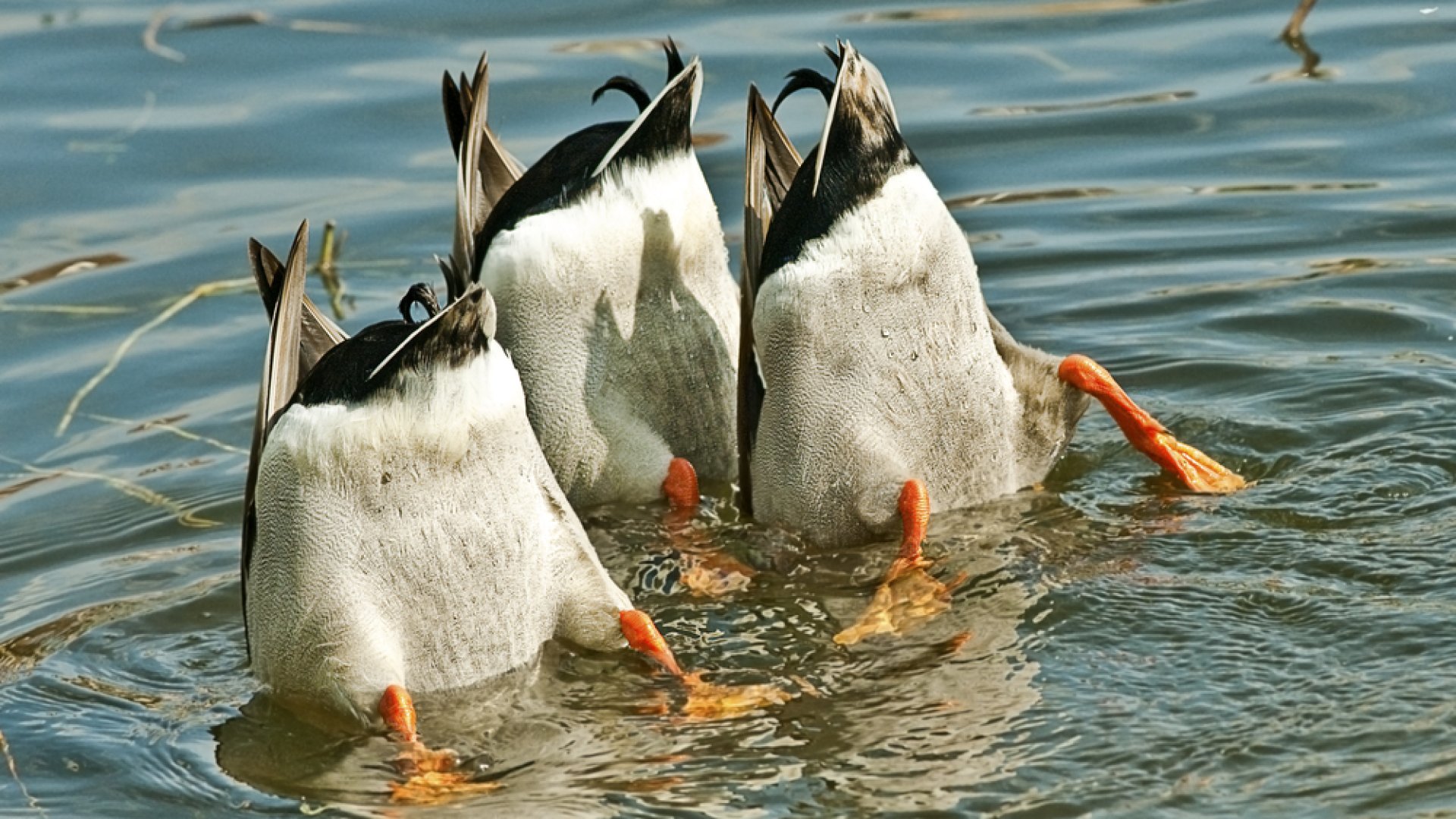 7 növény, ami segít ingyen kacsatáphoz jutni! 7 növény, ami segít ingyen kacsatáphoz jutni!