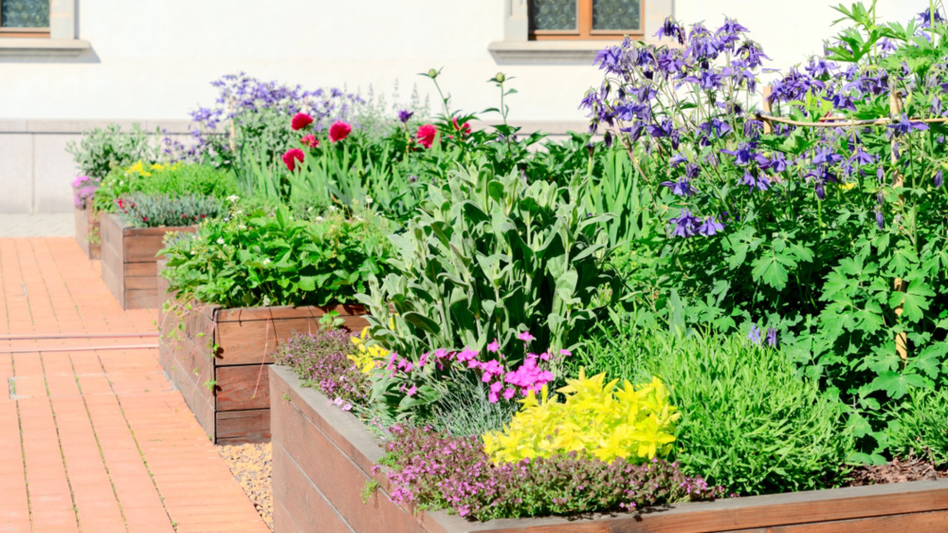 Így gondoskodj fűszerkertedről a nyár folyamán