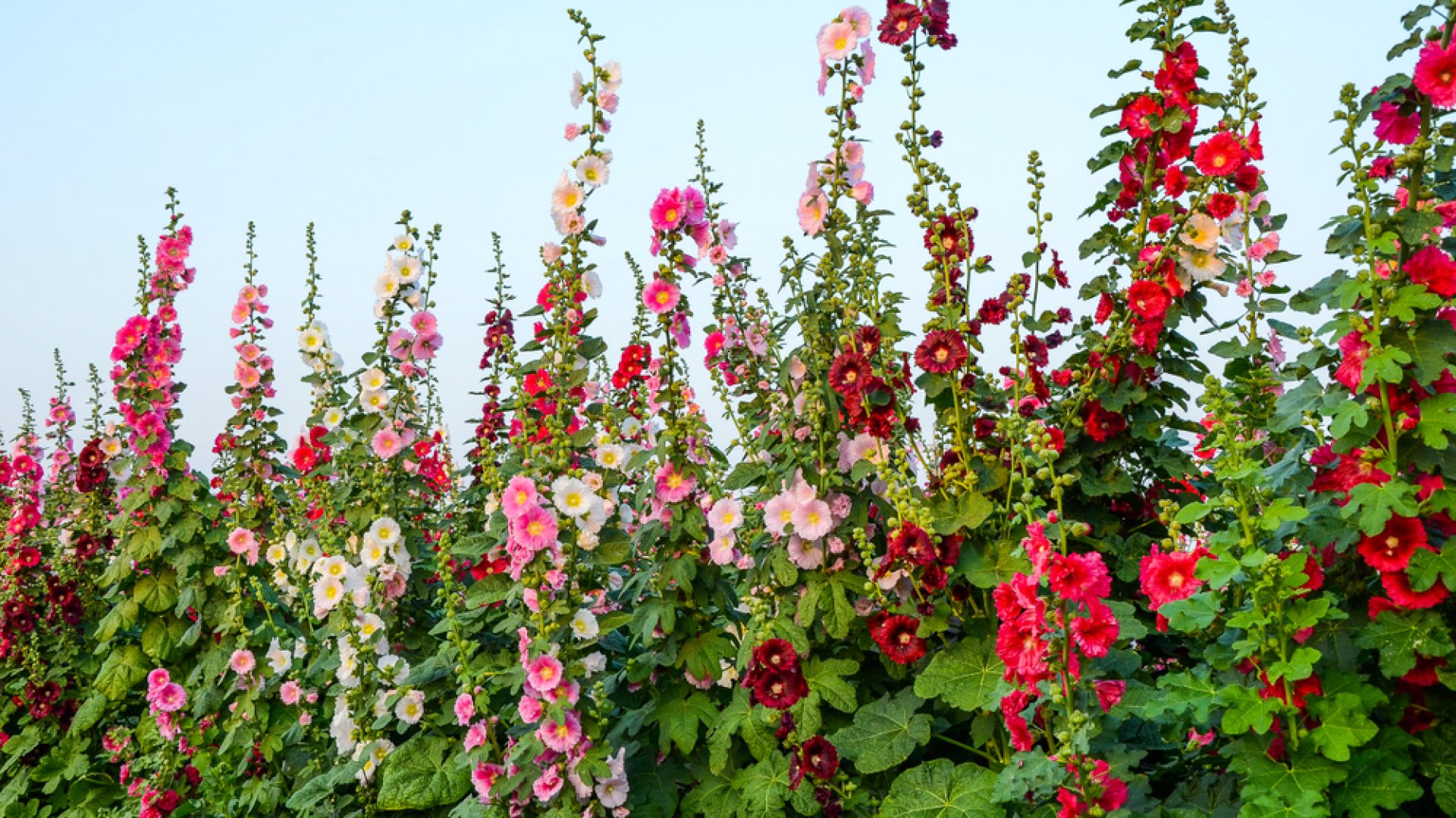 A nyár legcsodálatosabb növénye – A mályvarózsa