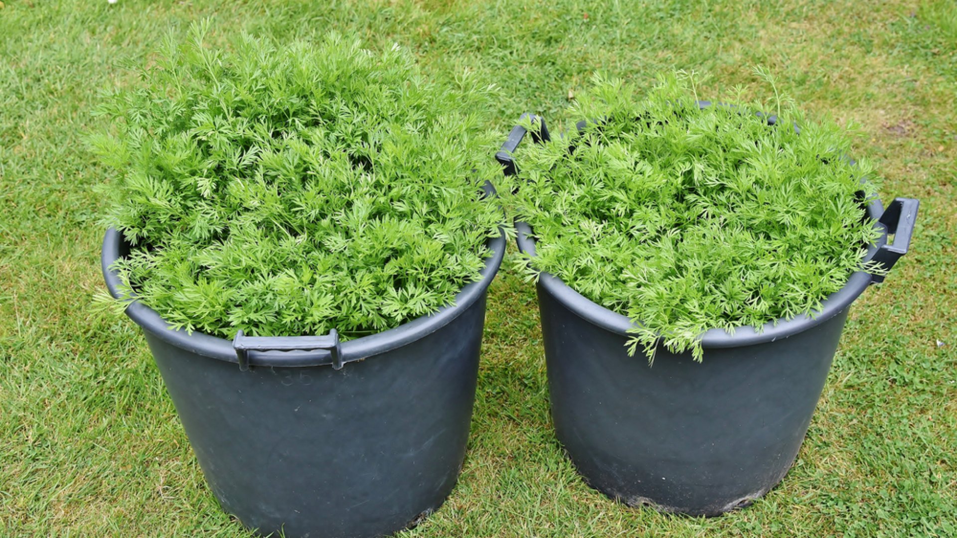 Tudtad? Cserépben is termeszthetünk isteni sárgarépát! 