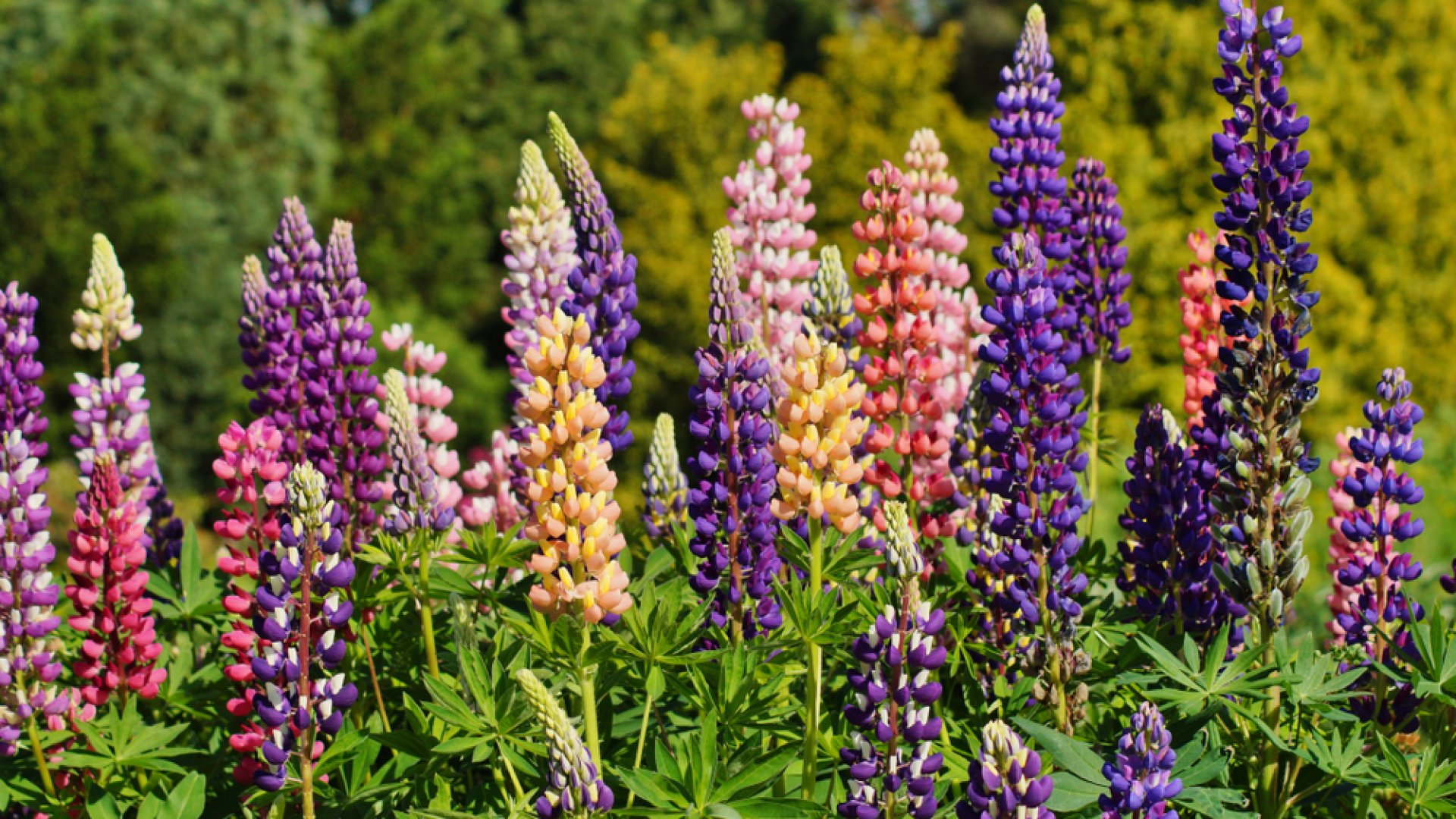 Kedvenc virágunk nagymamánk kertjéből – A csillagfürt